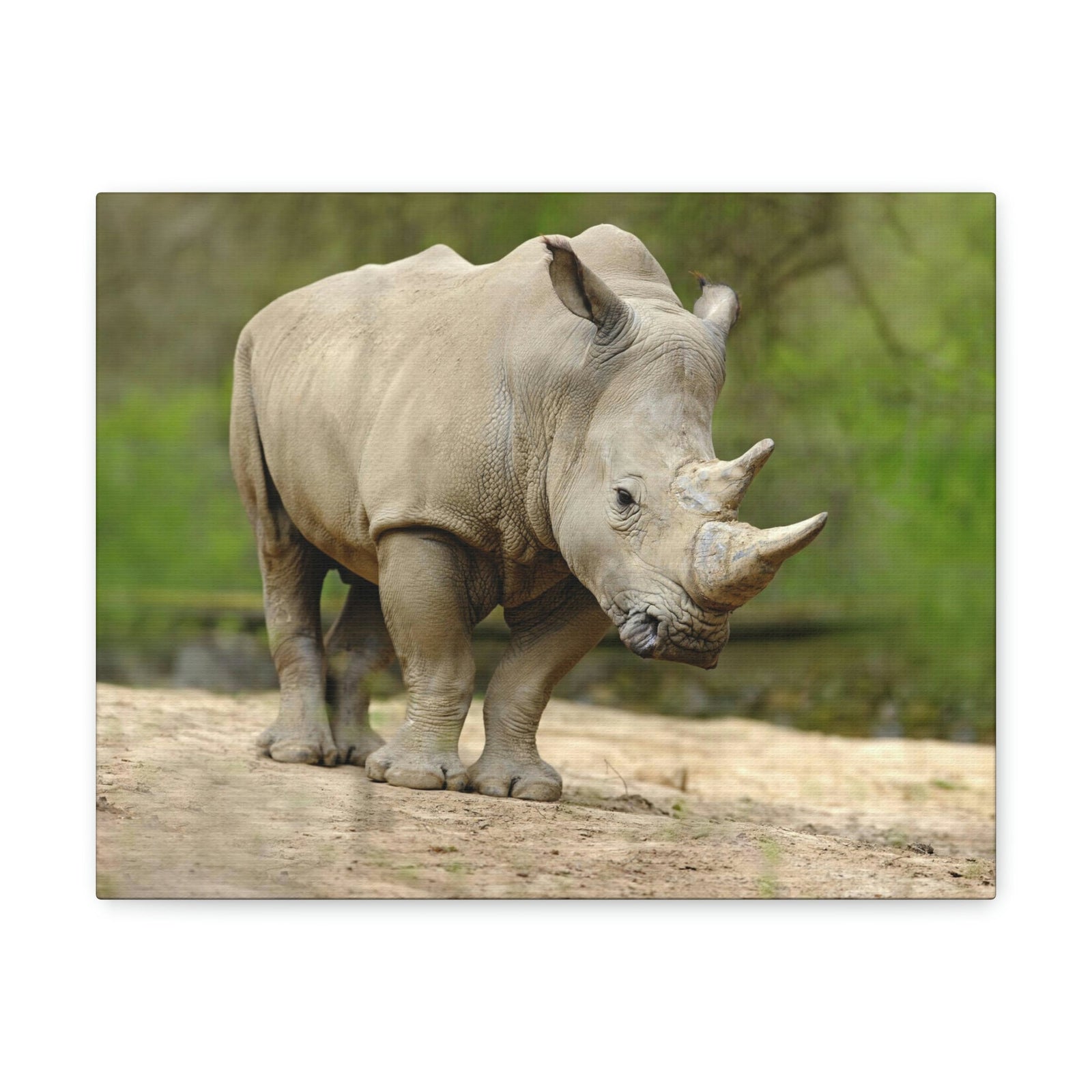 Funny White Rhino Silly White Rhino Scene Outside Wall Art Ready to Hang Unframed-Express Your Love Gifts