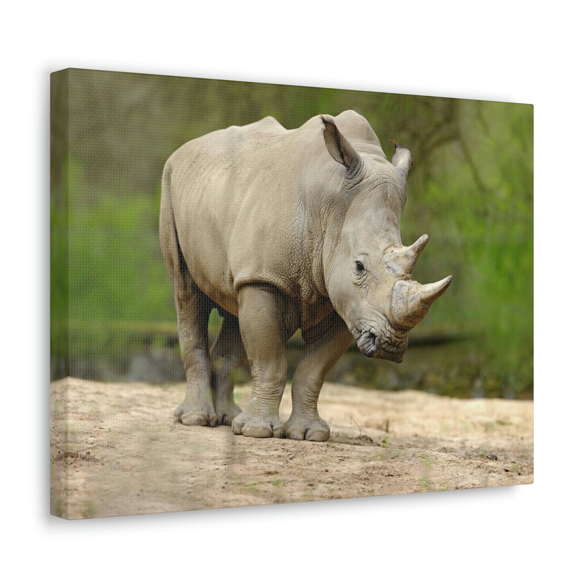 Funny White Rhino Silly White Rhino Scene Outside Wall Art Ready to Hang Unframed-Express Your Love Gifts