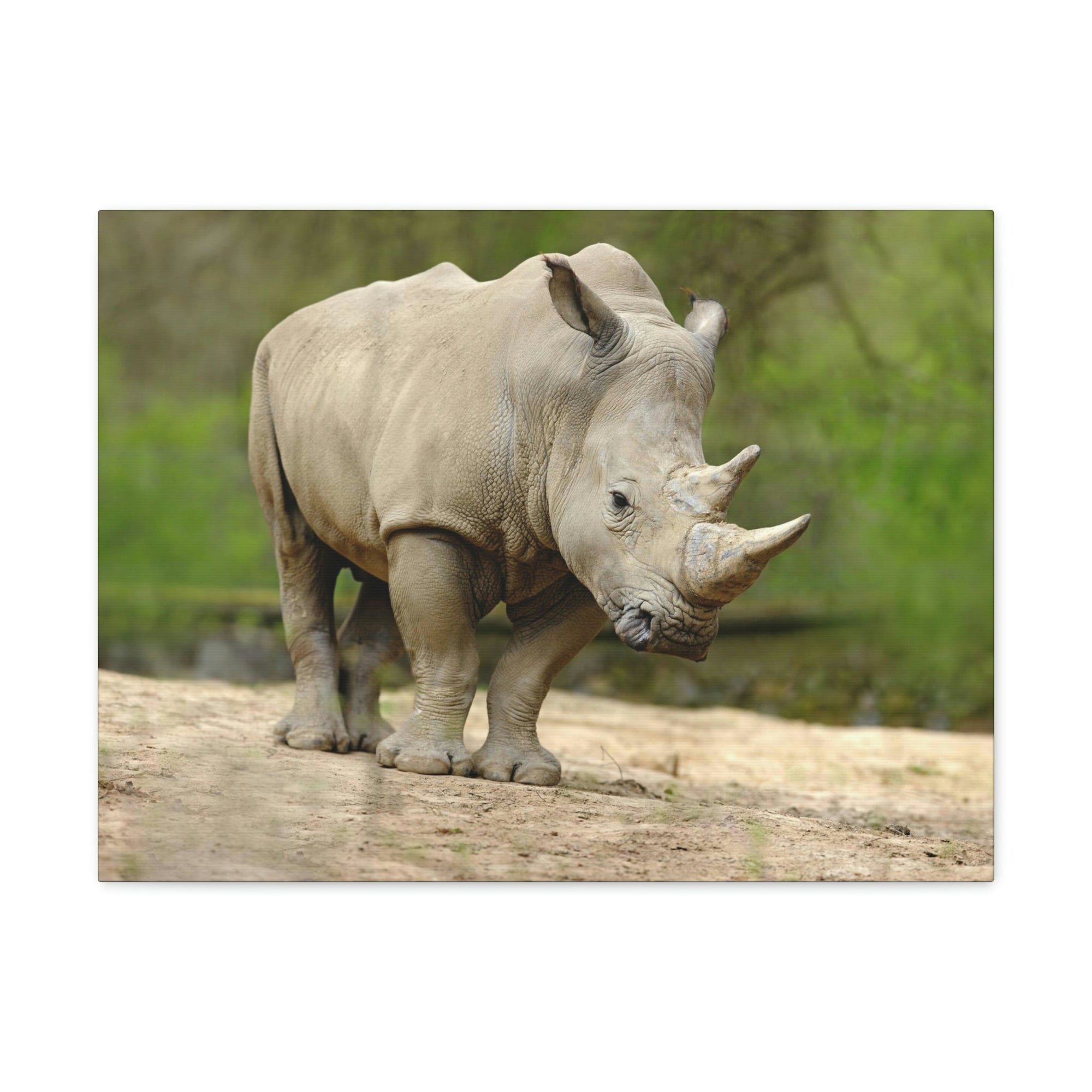 Funny White Rhino Silly White Rhino Scene Outside Wall Art Ready to Hang Unframed-Express Your Love Gifts