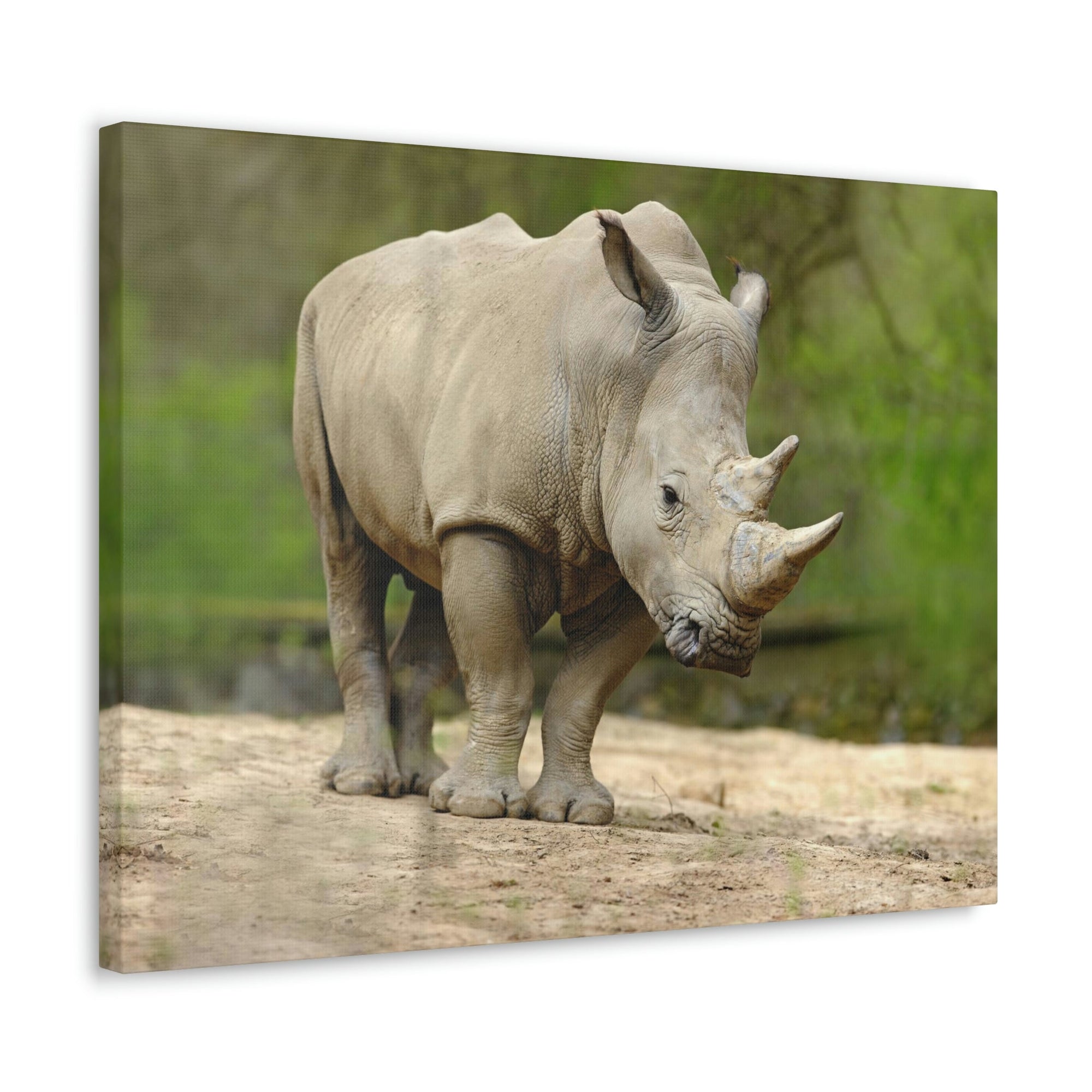 Funny White Rhino Silly White Rhino Scene Outside Wall Art Ready to Hang Unframed-Express Your Love Gifts