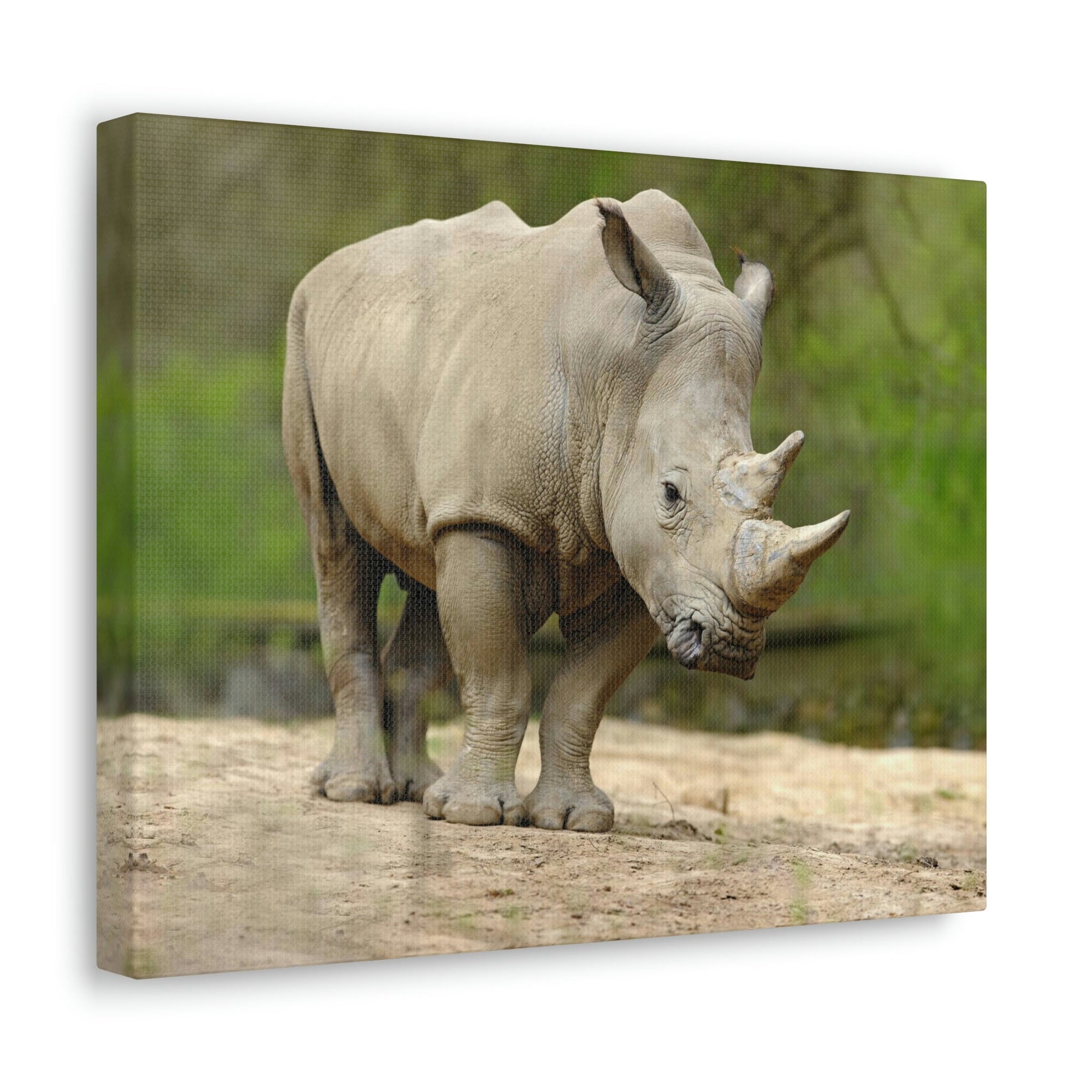 Funny White Rhino Silly White Rhino Scene Outside Wall Art Ready to Hang Unframed-Express Your Love Gifts