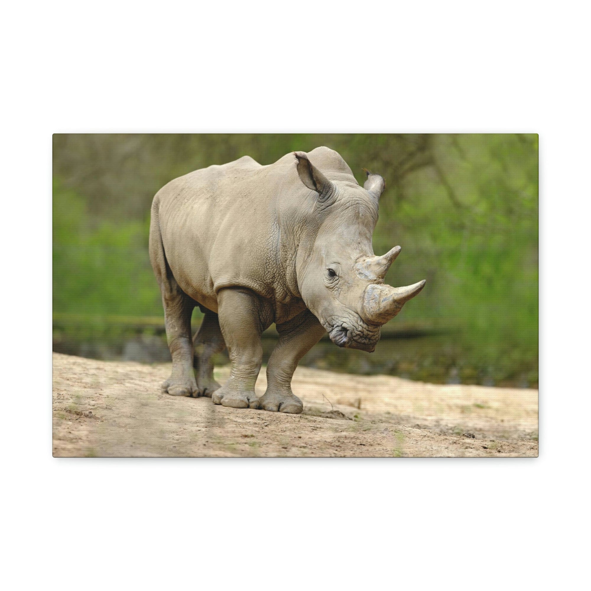 Funny White Rhino Silly White Rhino Scene Outside Wall Art Ready to Hang Unframed-Express Your Love Gifts