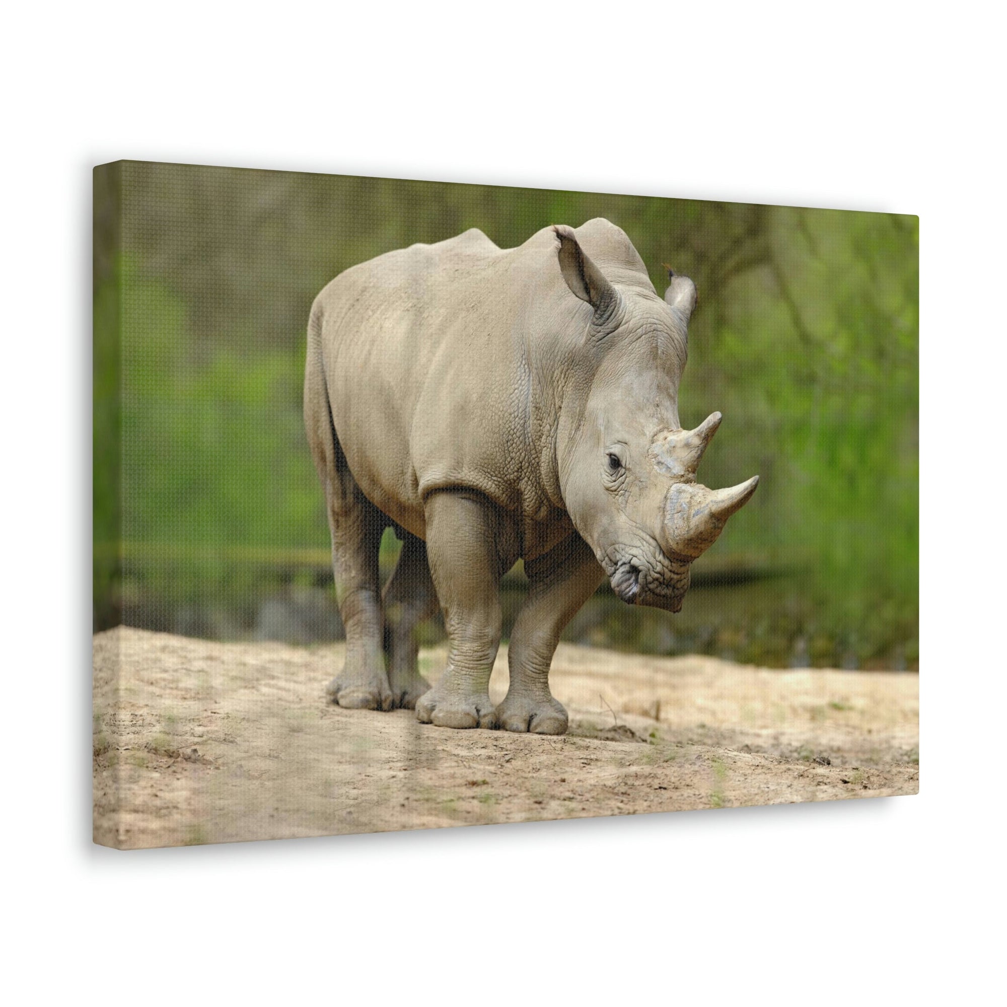 Funny White Rhino Silly White Rhino Scene Outside Wall Art Ready to Hang Unframed-Express Your Love Gifts