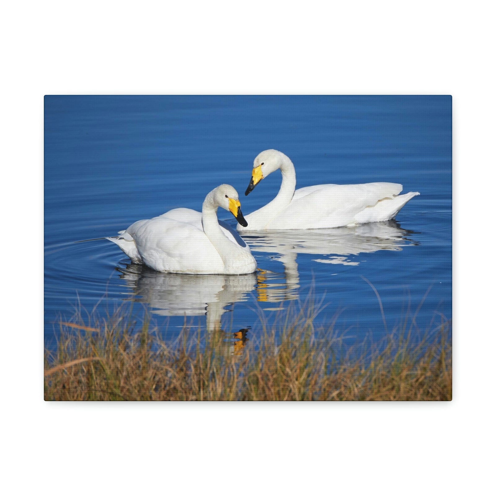 Funny Whooper Silly Whooper Scene Couple Wall Art Ready to Hang Unframed-Express Your Love Gifts