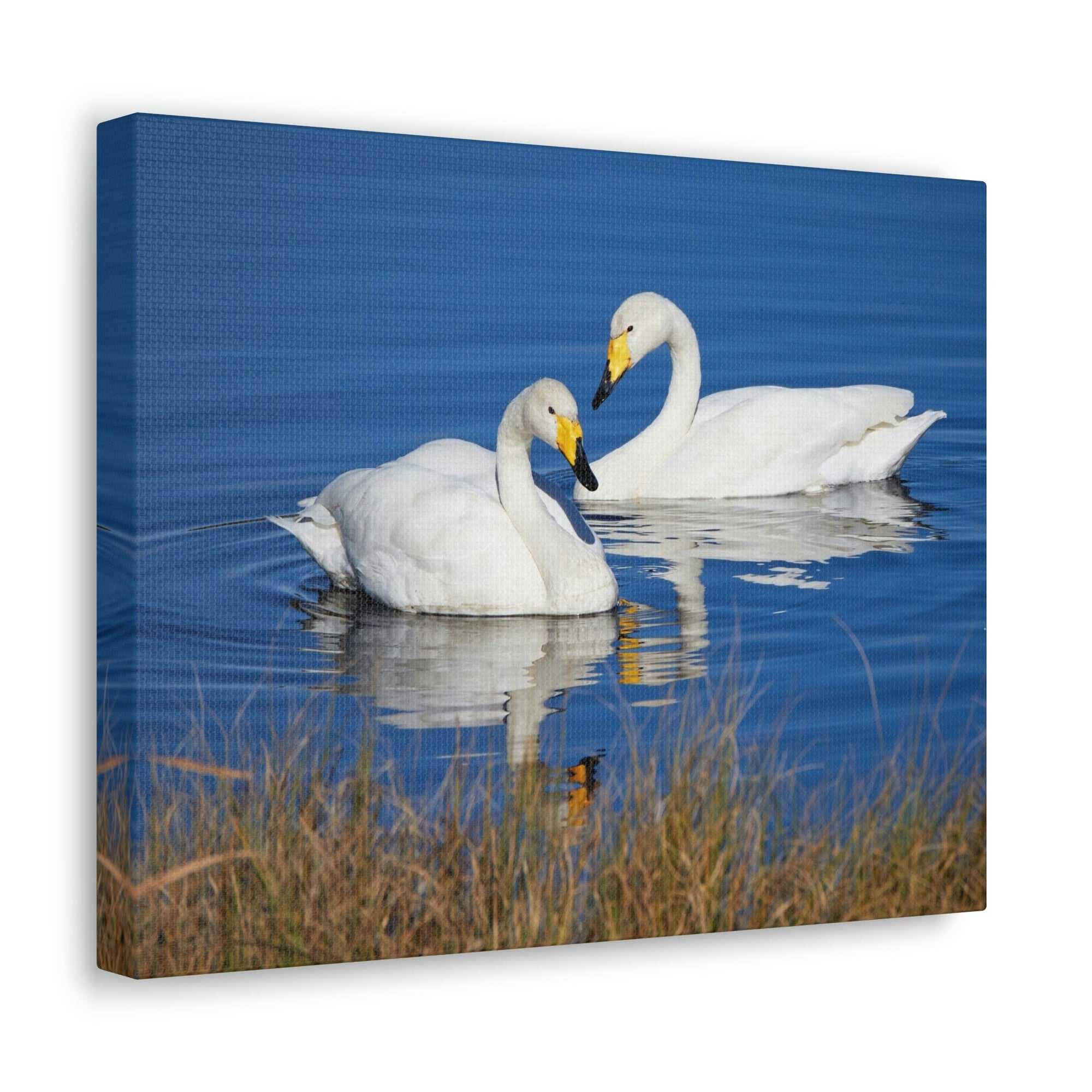 Funny Whooper Silly Whooper Scene Couple Wall Art Ready to Hang Unframed-Express Your Love Gifts