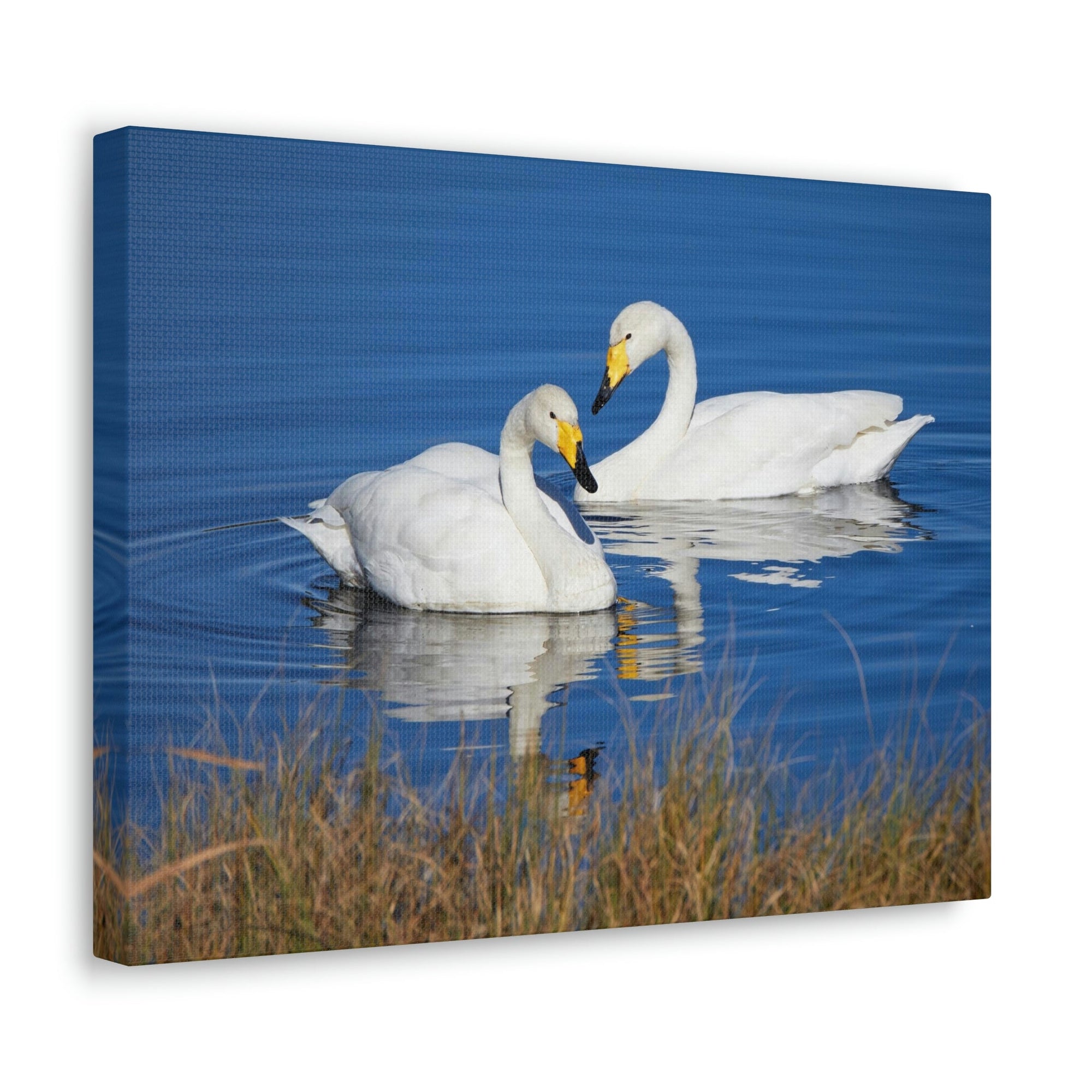 Funny Whooper Silly Whooper Scene Couple Wall Art Ready to Hang Unframed-Express Your Love Gifts