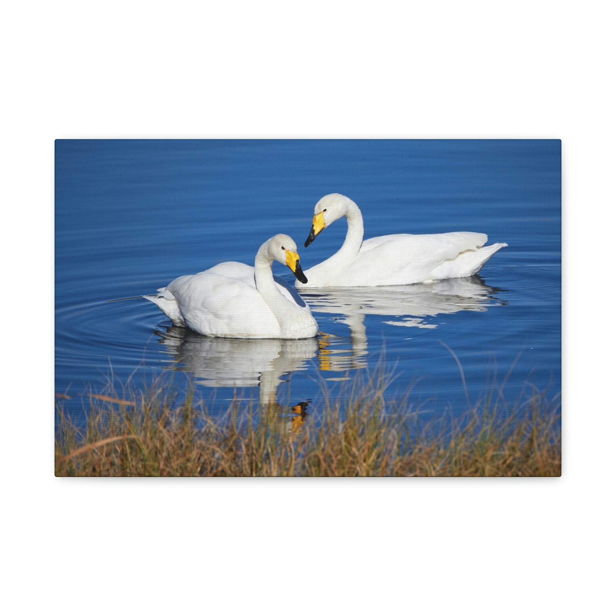 Funny Whooper Silly Whooper Scene Couple Wall Art Ready to Hang Unframed-Express Your Love Gifts