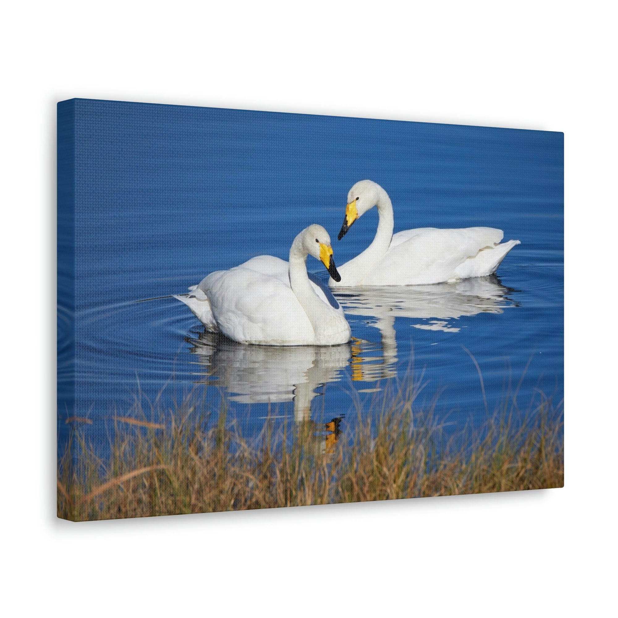 Funny Whooper Silly Whooper Scene Couple Wall Art Ready to Hang Unframed-Express Your Love Gifts