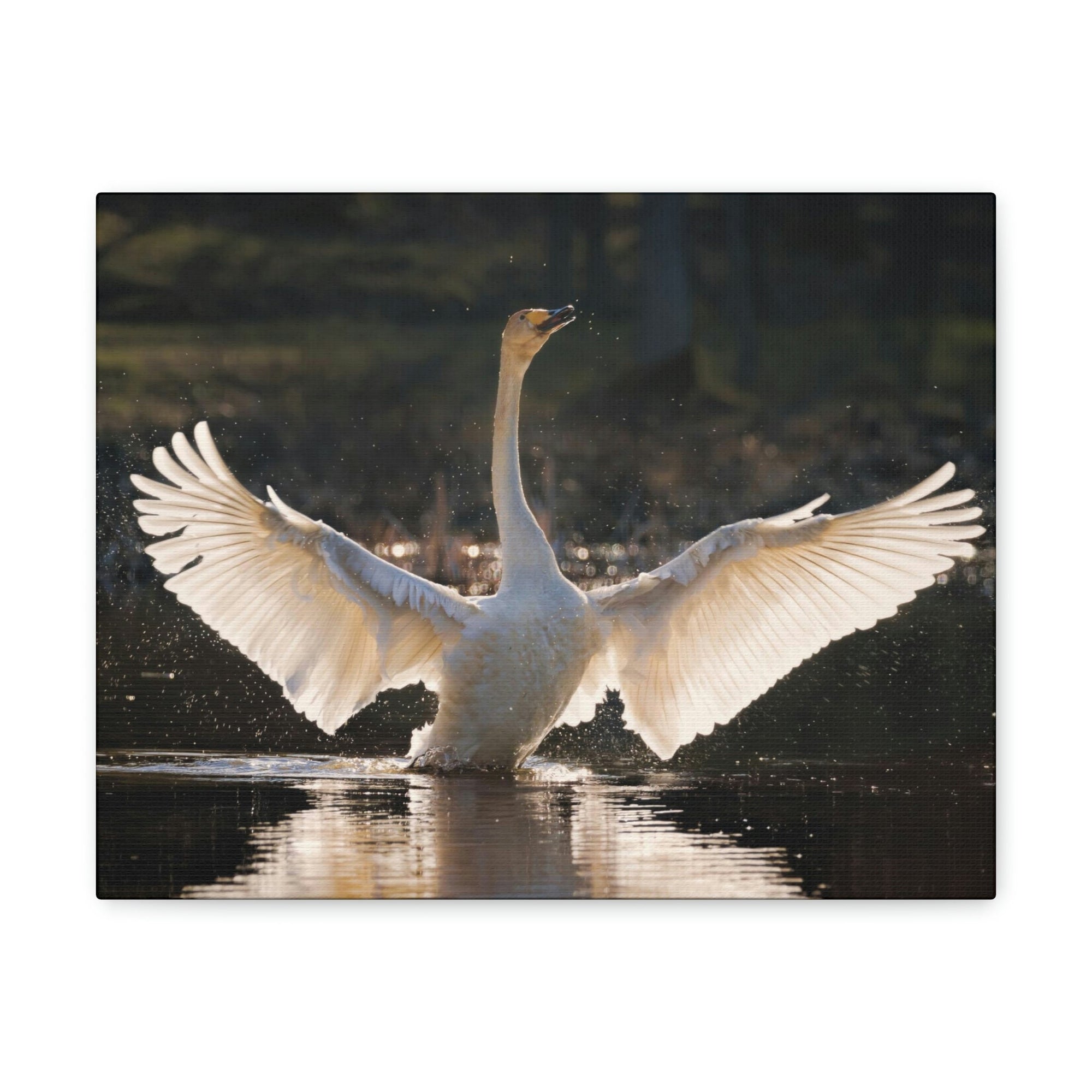 Funny Whooper Silly Whooper Scene Outside Wall Art Ready to Hang Unframed-Express Your Love Gifts