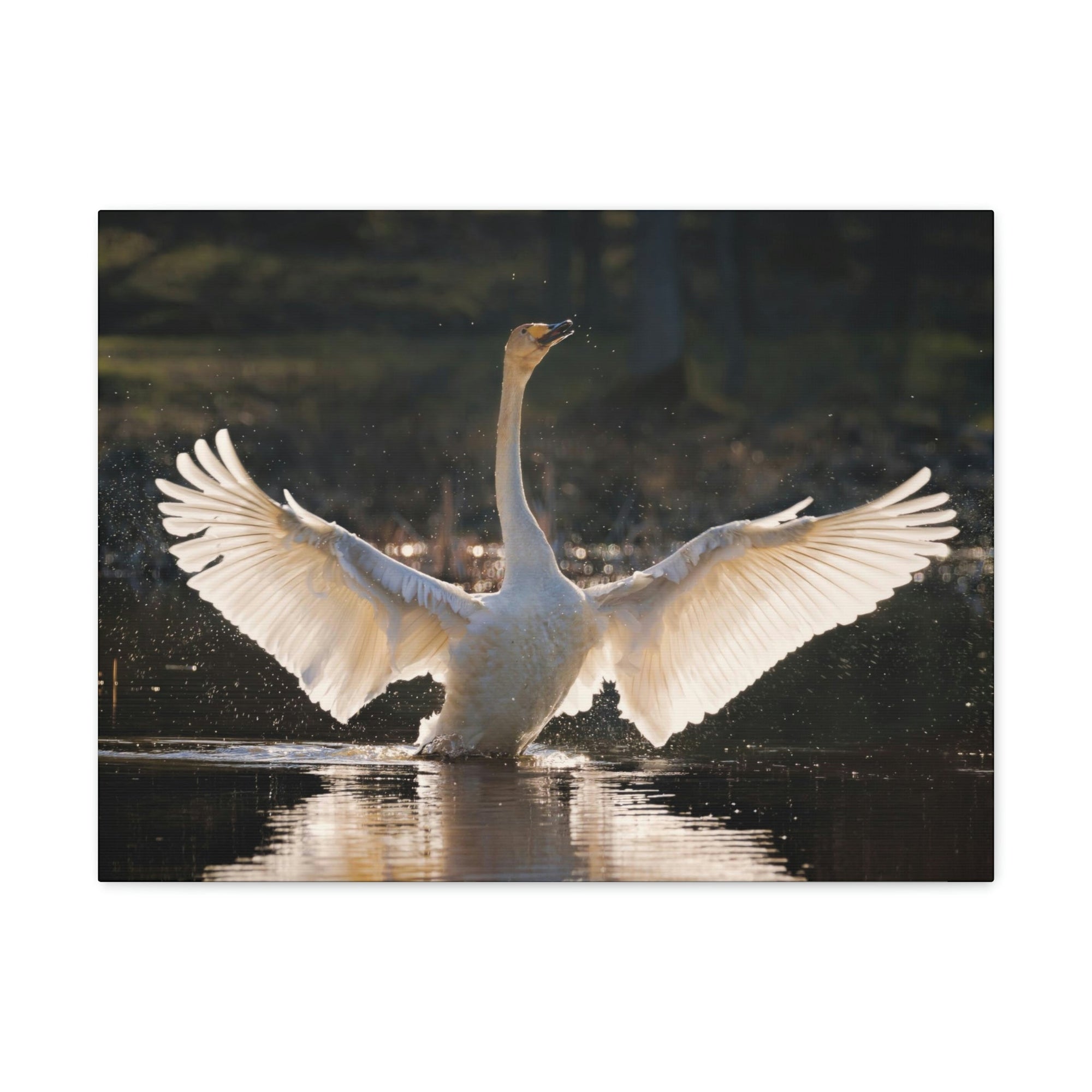 Funny Whooper Silly Whooper Scene Outside Wall Art Ready to Hang Unframed-Express Your Love Gifts