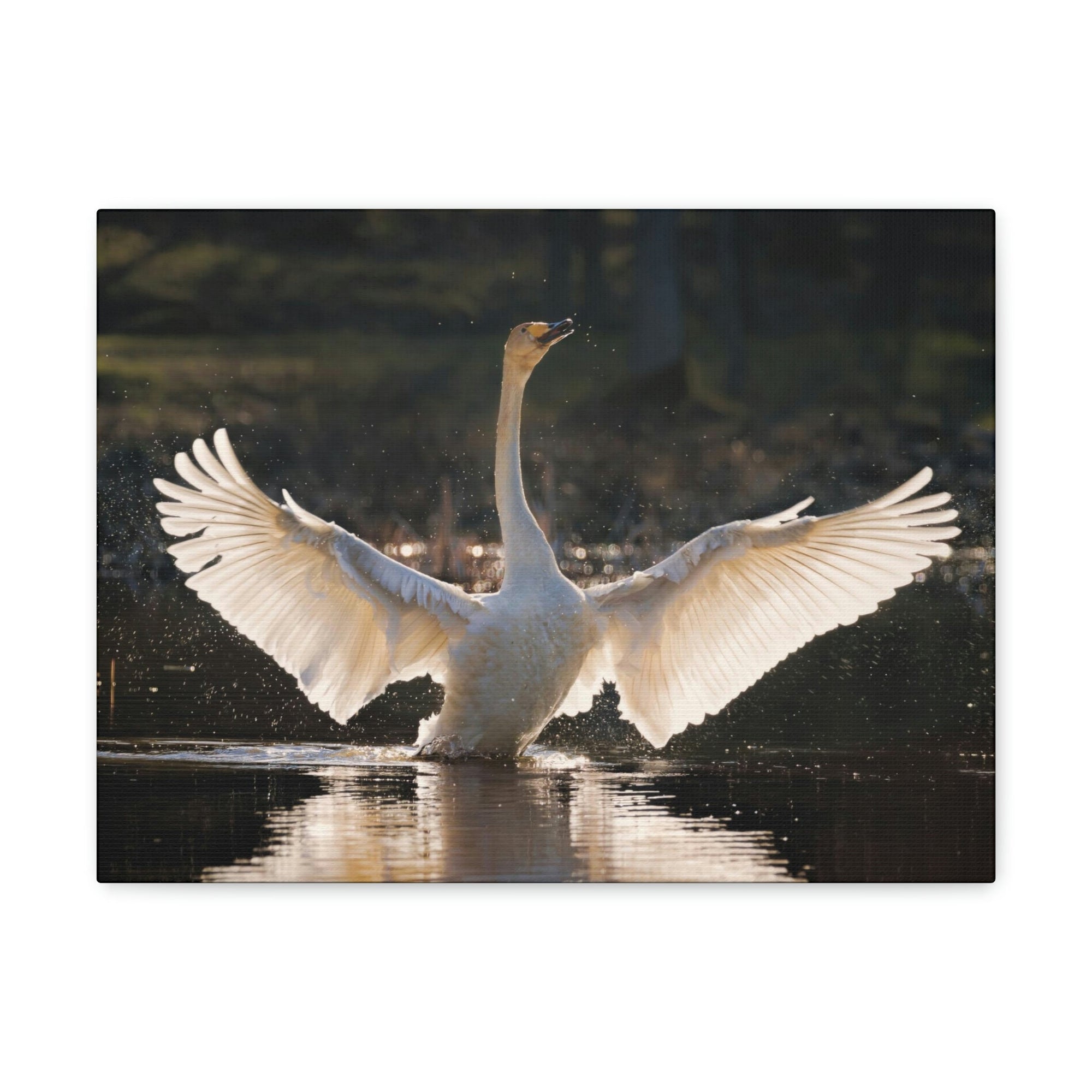 Funny Whooper Silly Whooper Scene Outside Wall Art Ready to Hang Unframed-Express Your Love Gifts