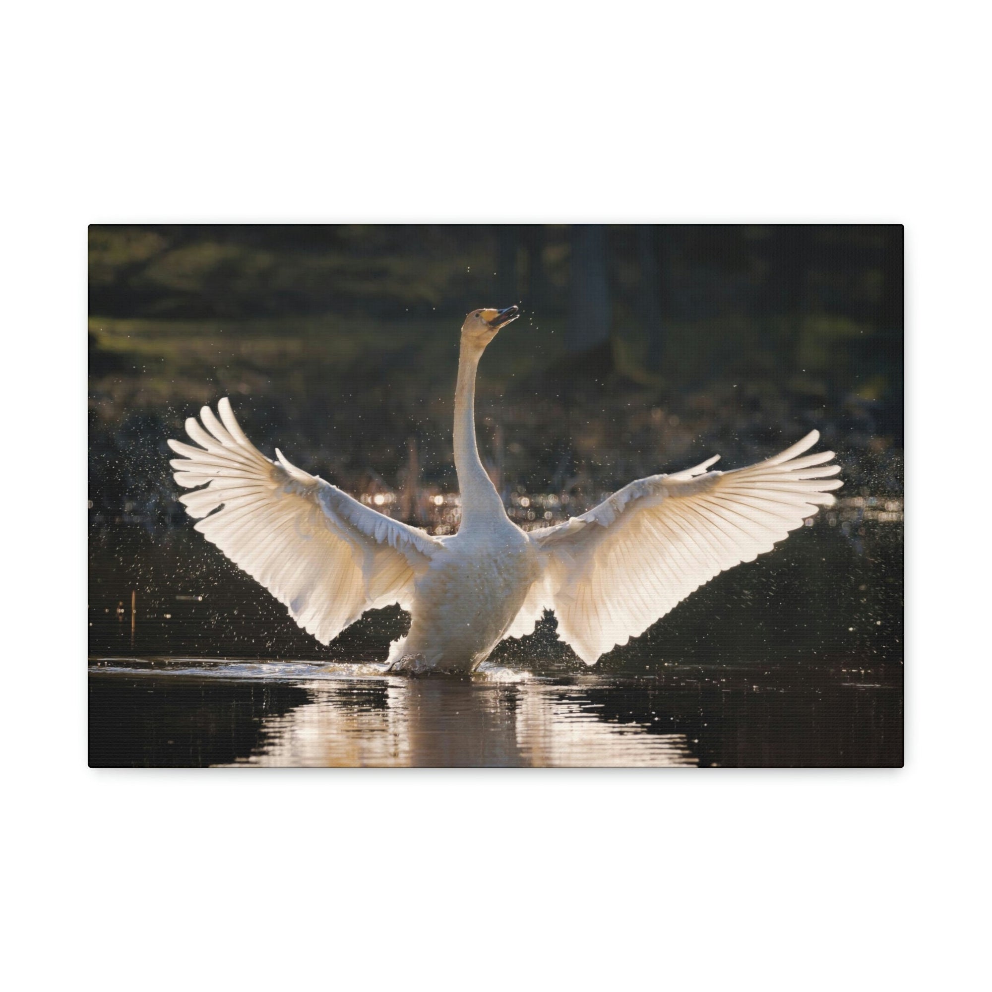 Funny Whooper Silly Whooper Scene Outside Wall Art Ready to Hang Unframed-Express Your Love Gifts