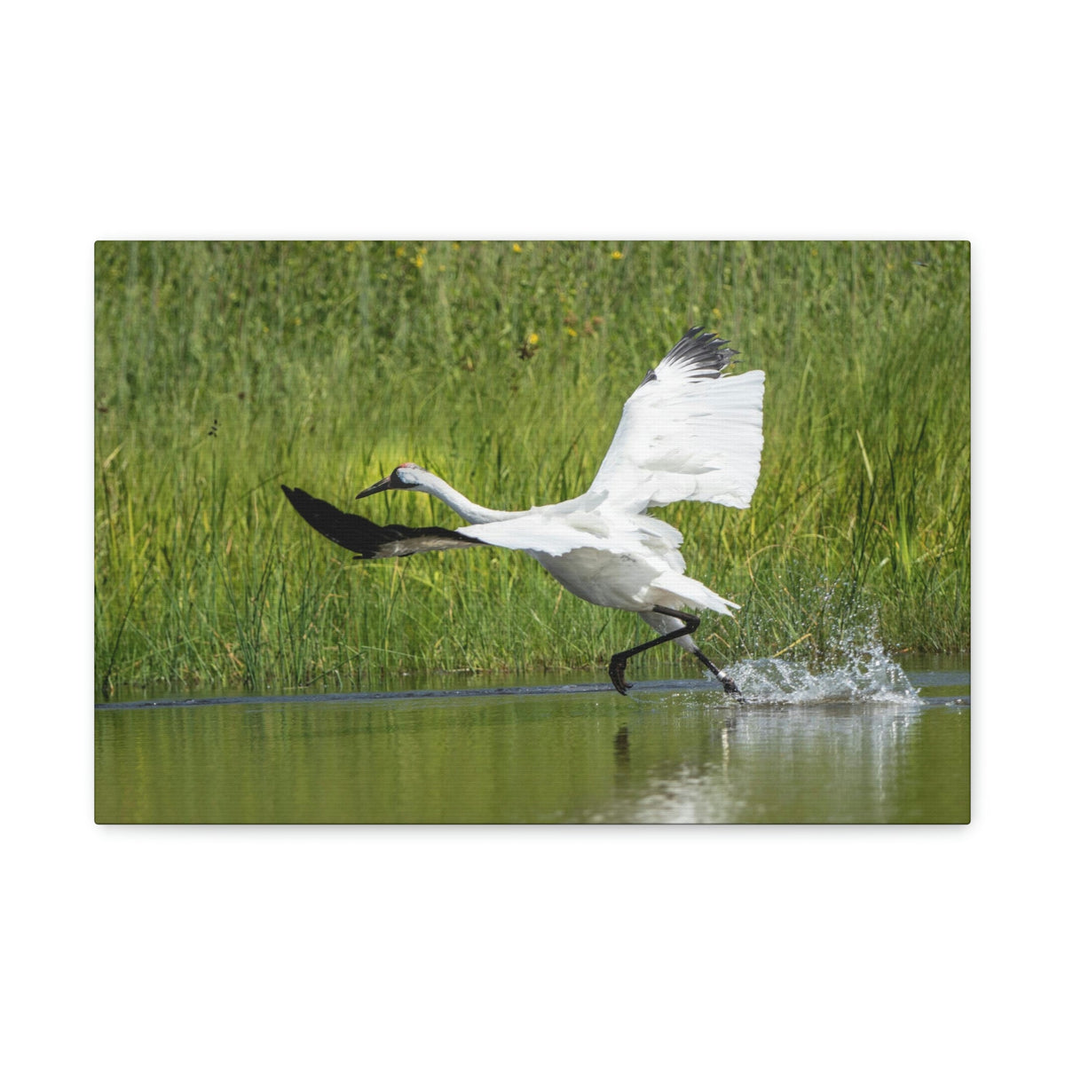 Funny Whooping Crane Silly Whooping Crane Scene Outside Wall Art Ready to Hang Unframed-Express Your Love Gifts