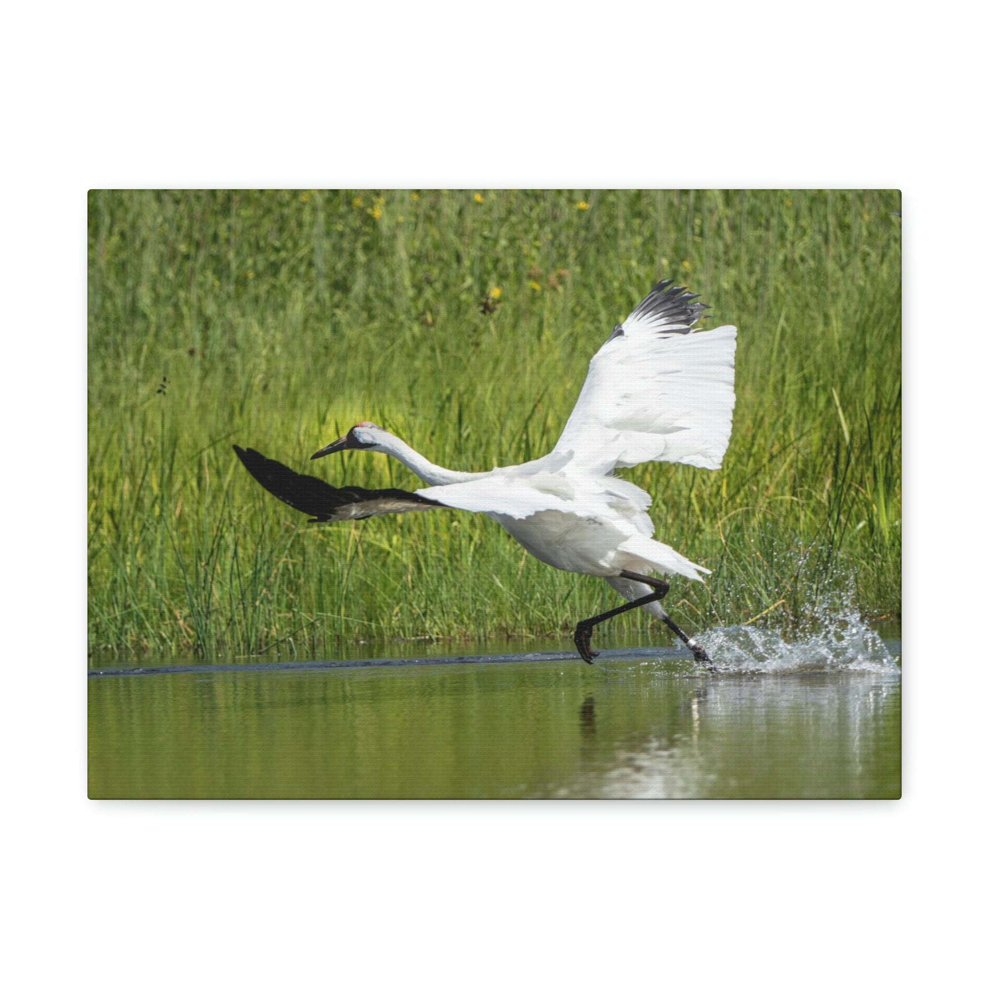 Funny Whooping Crane Silly Whooping Crane Scene Outside Wall Art Ready to Hang Unframed-Express Your Love Gifts