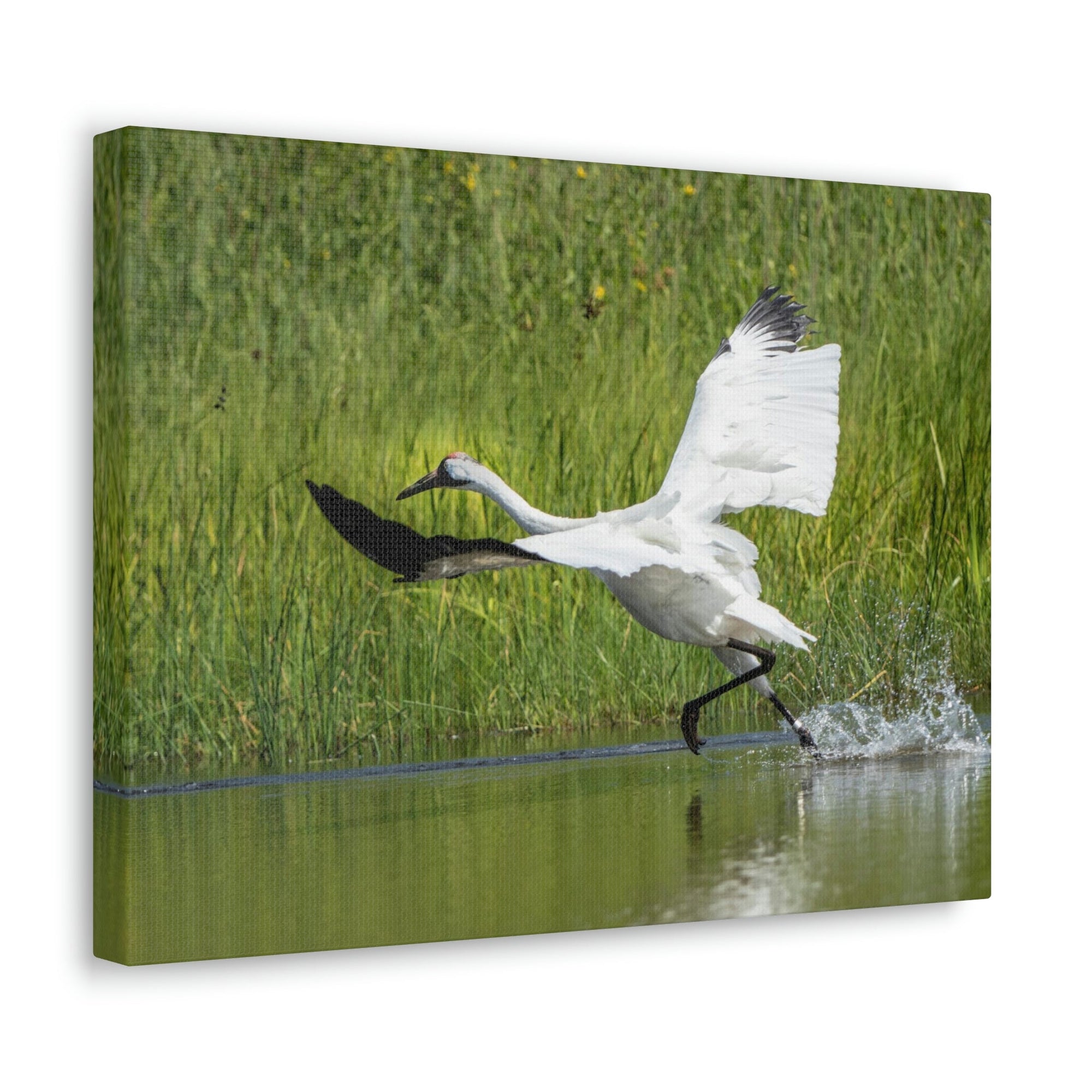 Funny Whooping Crane Silly Whooping Crane Scene Outside Wall Art Ready to Hang Unframed-Express Your Love Gifts