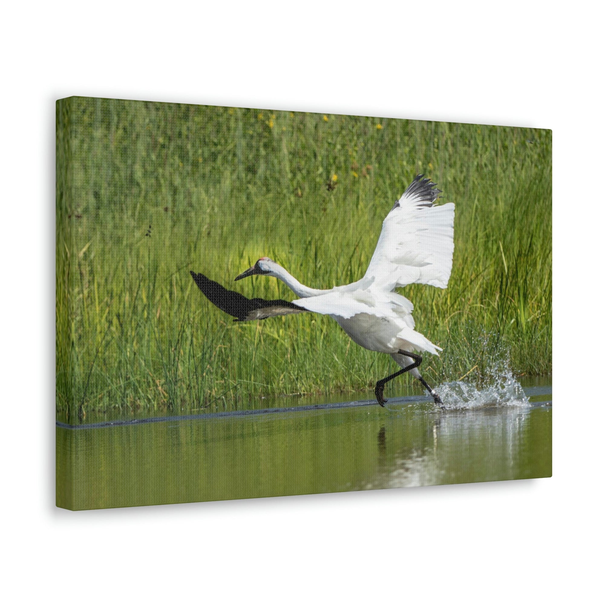 Funny Whooping Crane Silly Whooping Crane Scene Outside Wall Art Ready to Hang Unframed-Express Your Love Gifts