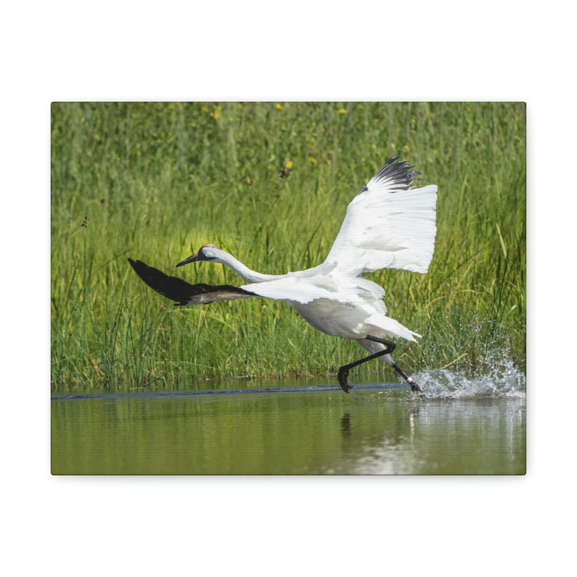 Funny Whooping Crane Silly Whooping Crane Scene Outside Wall Art Ready to Hang Unframed-Express Your Love Gifts