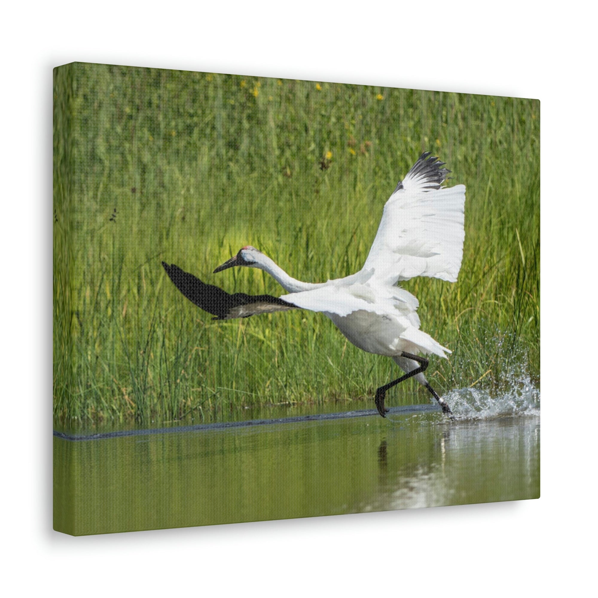 Funny Whooping Crane Silly Whooping Crane Scene Outside Wall Art Ready to Hang Unframed-Express Your Love Gifts