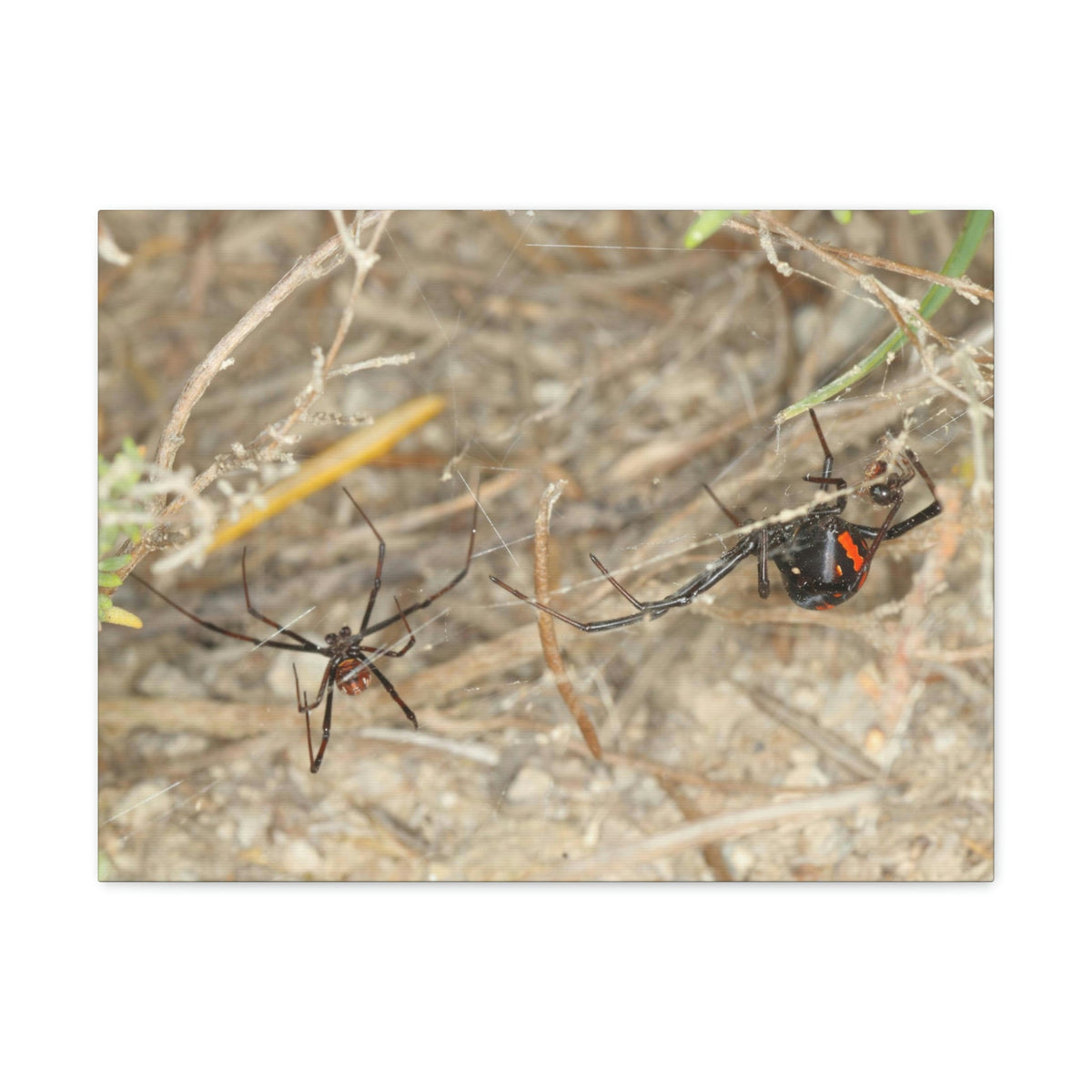 Funny Widow Spider Silly Widow Spider Scene Couple Wall Art Ready to Hang Unframed-Express Your Love Gifts