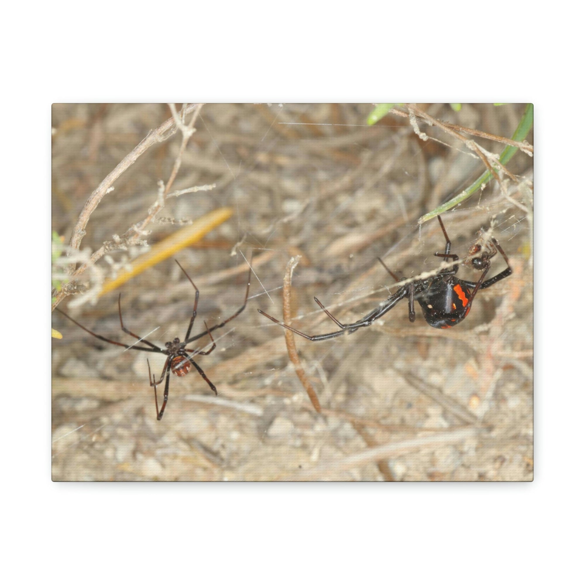 Funny Widow Spider Silly Widow Spider Scene Couple Wall Art Ready to Hang Unframed-Express Your Love Gifts