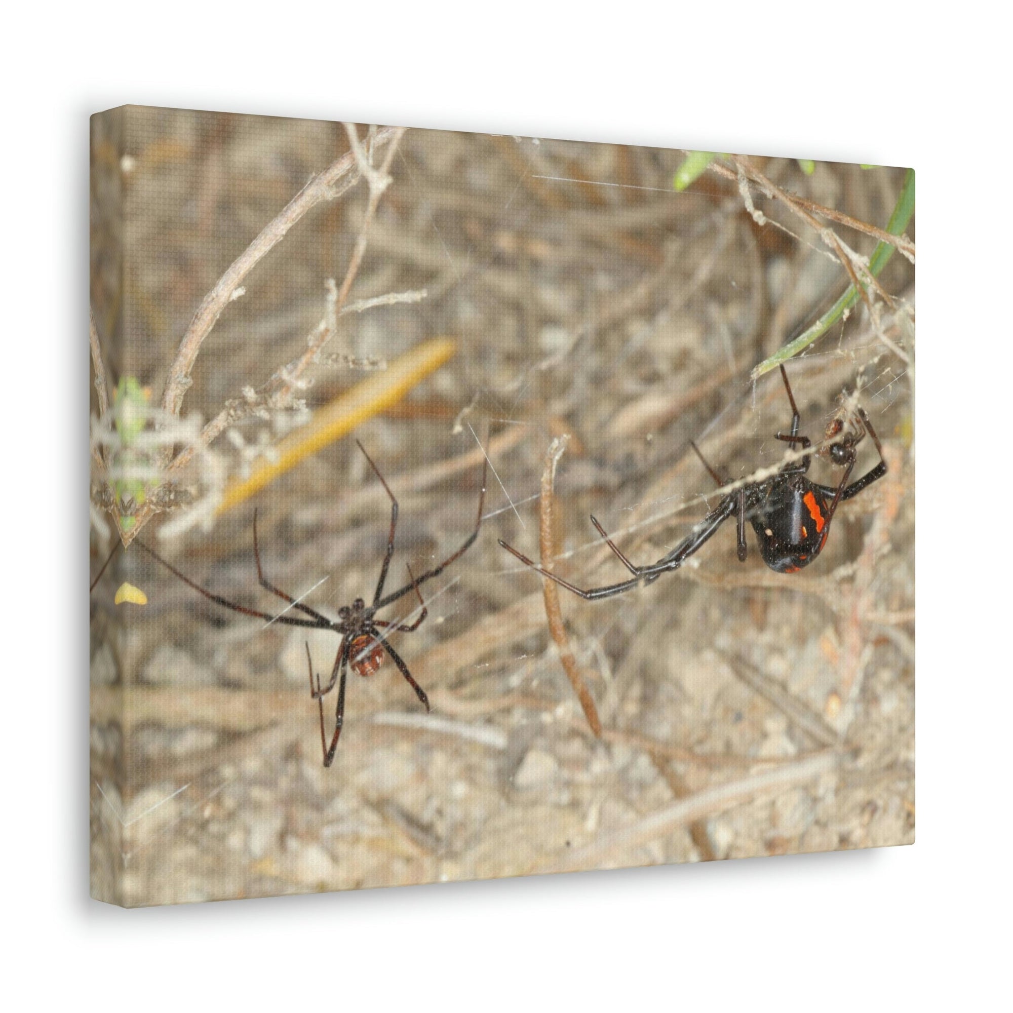 Funny Widow Spider Silly Widow Spider Scene Couple Wall Art Ready to Hang Unframed-Express Your Love Gifts