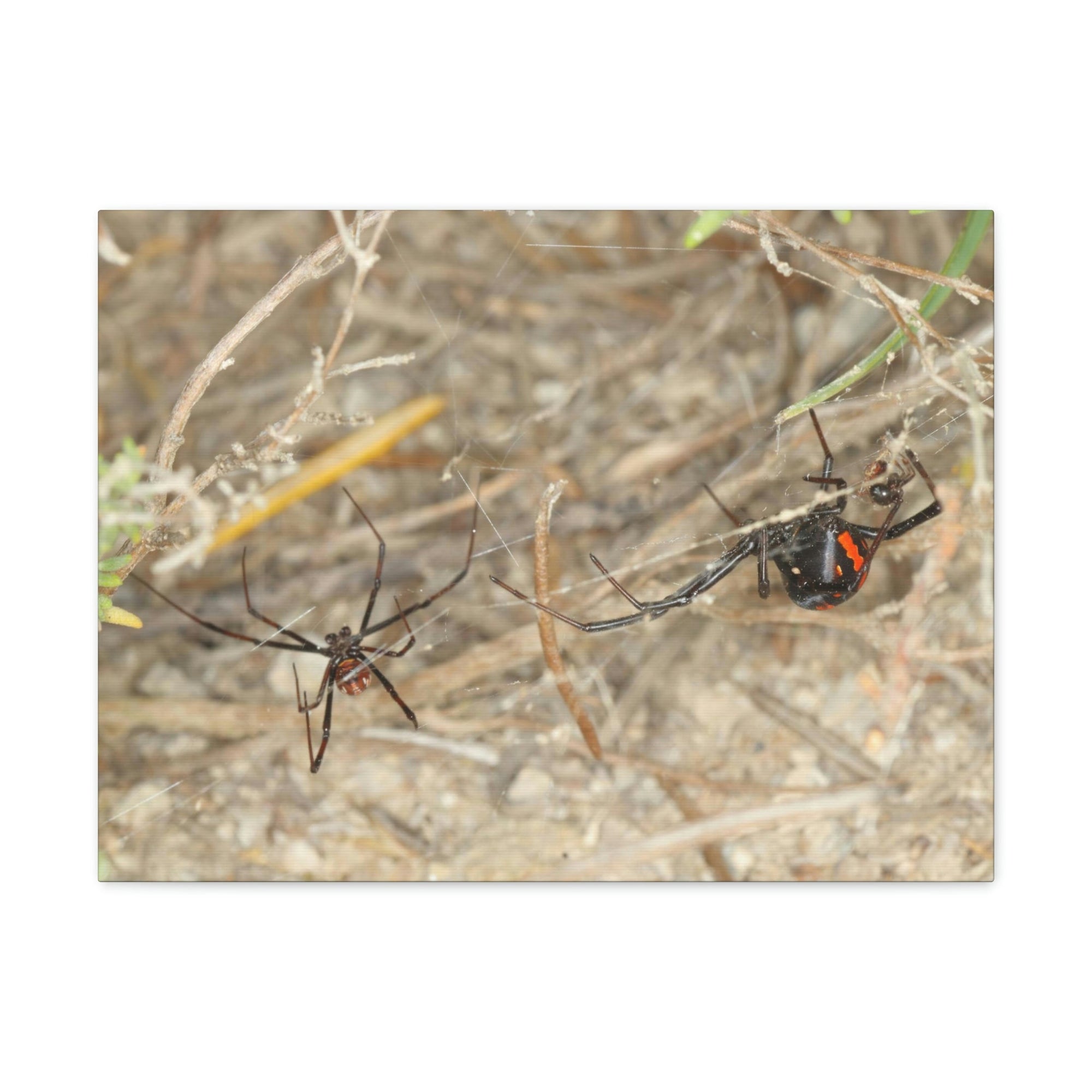 Funny Widow Spider Silly Widow Spider Scene Couple Wall Art Ready to Hang Unframed-Express Your Love Gifts