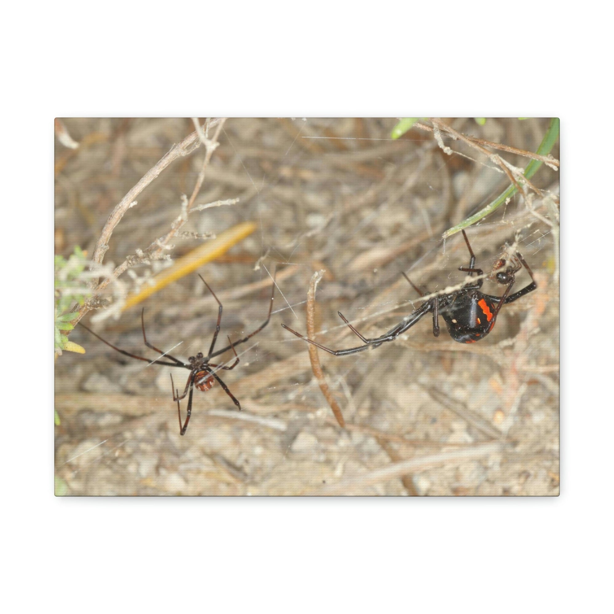 Funny Widow Spider Silly Widow Spider Scene Couple Wall Art Ready to Hang Unframed-Express Your Love Gifts