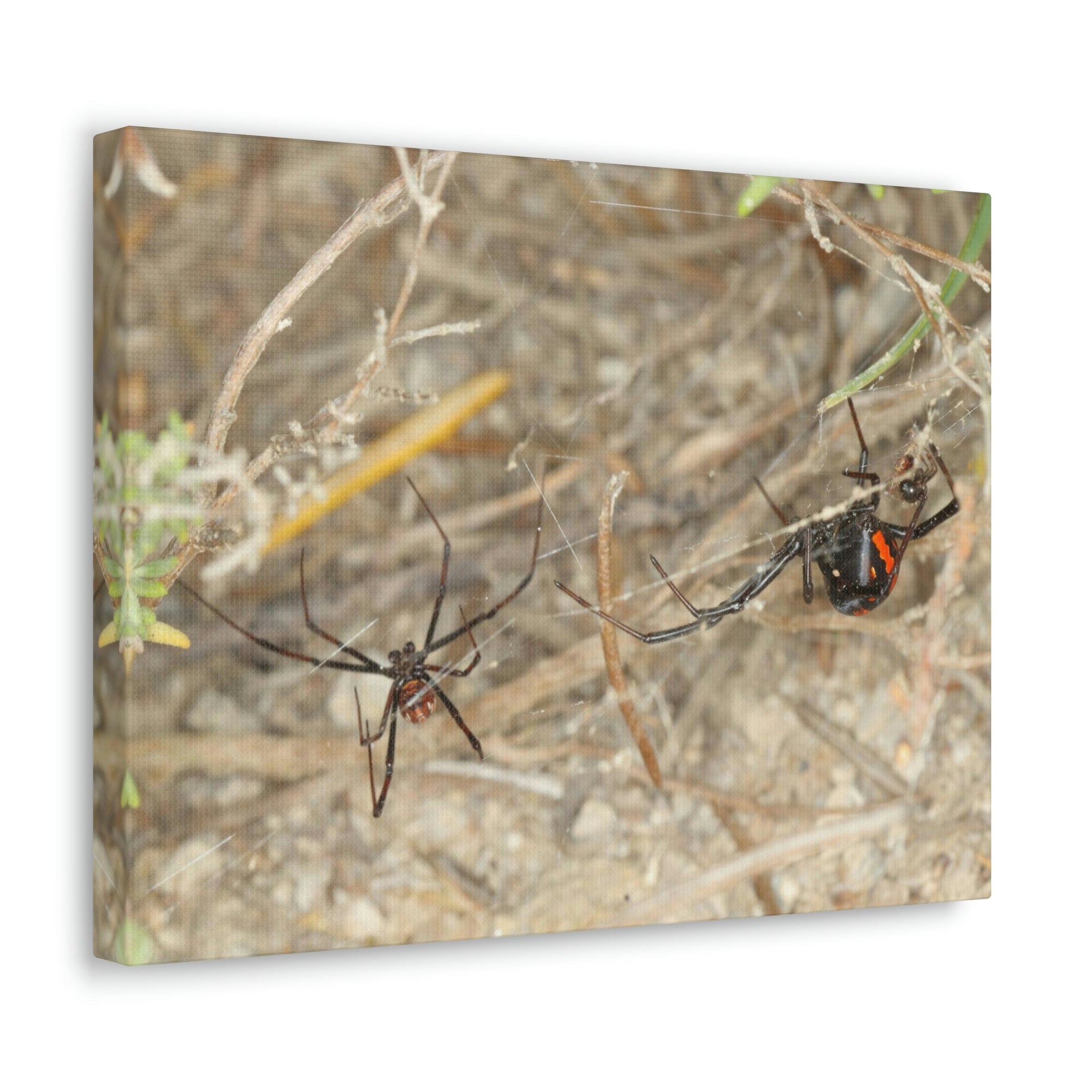 Funny Widow Spider Silly Widow Spider Scene Couple Wall Art Ready to Hang Unframed-Express Your Love Gifts