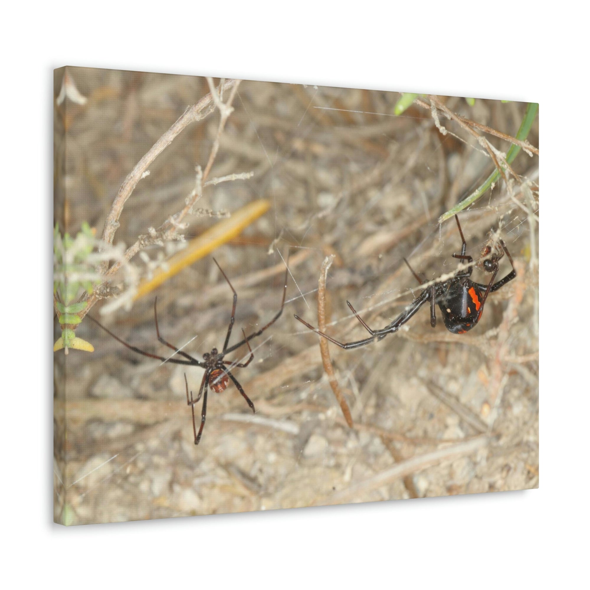 Funny Widow Spider Silly Widow Spider Scene Couple Wall Art Ready to Hang Unframed-Express Your Love Gifts