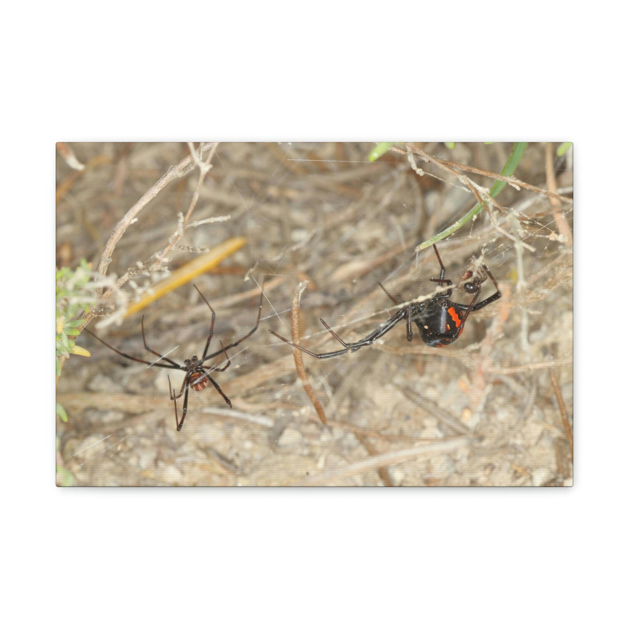 Funny Widow Spider Silly Widow Spider Scene Couple Wall Art Ready to Hang Unframed-Express Your Love Gifts