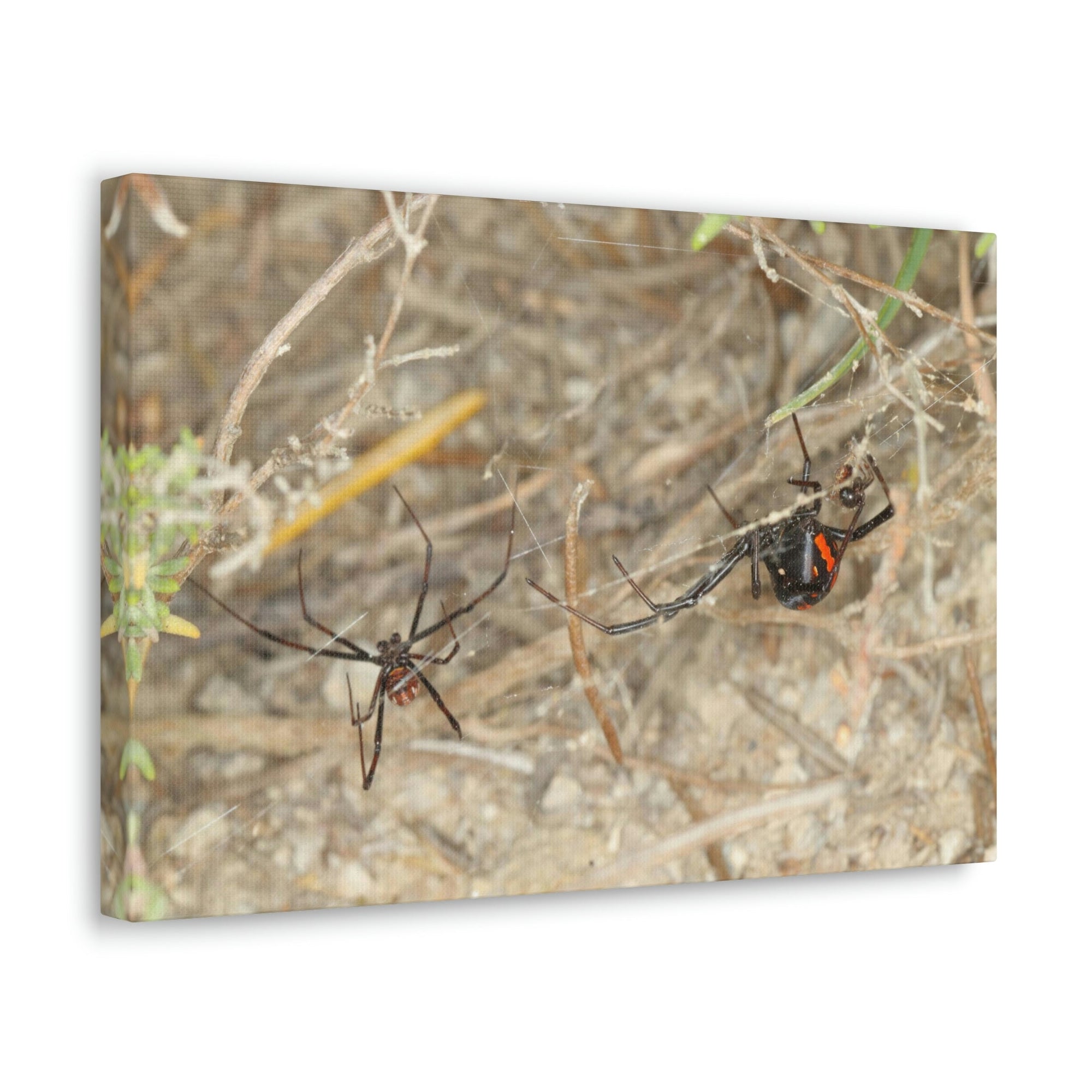 Funny Widow Spider Silly Widow Spider Scene Couple Wall Art Ready to Hang Unframed-Express Your Love Gifts