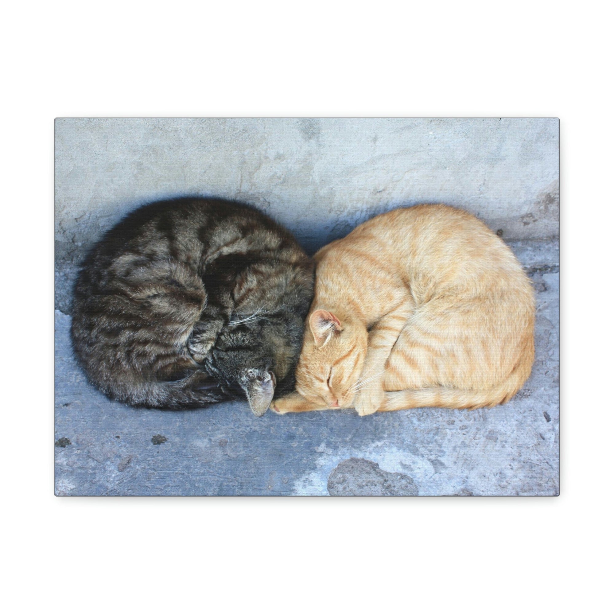 Funny Wild Cat Silly Wild Cat Couples Wall Art Ready to Hang Unframed-Express Your Love Gifts