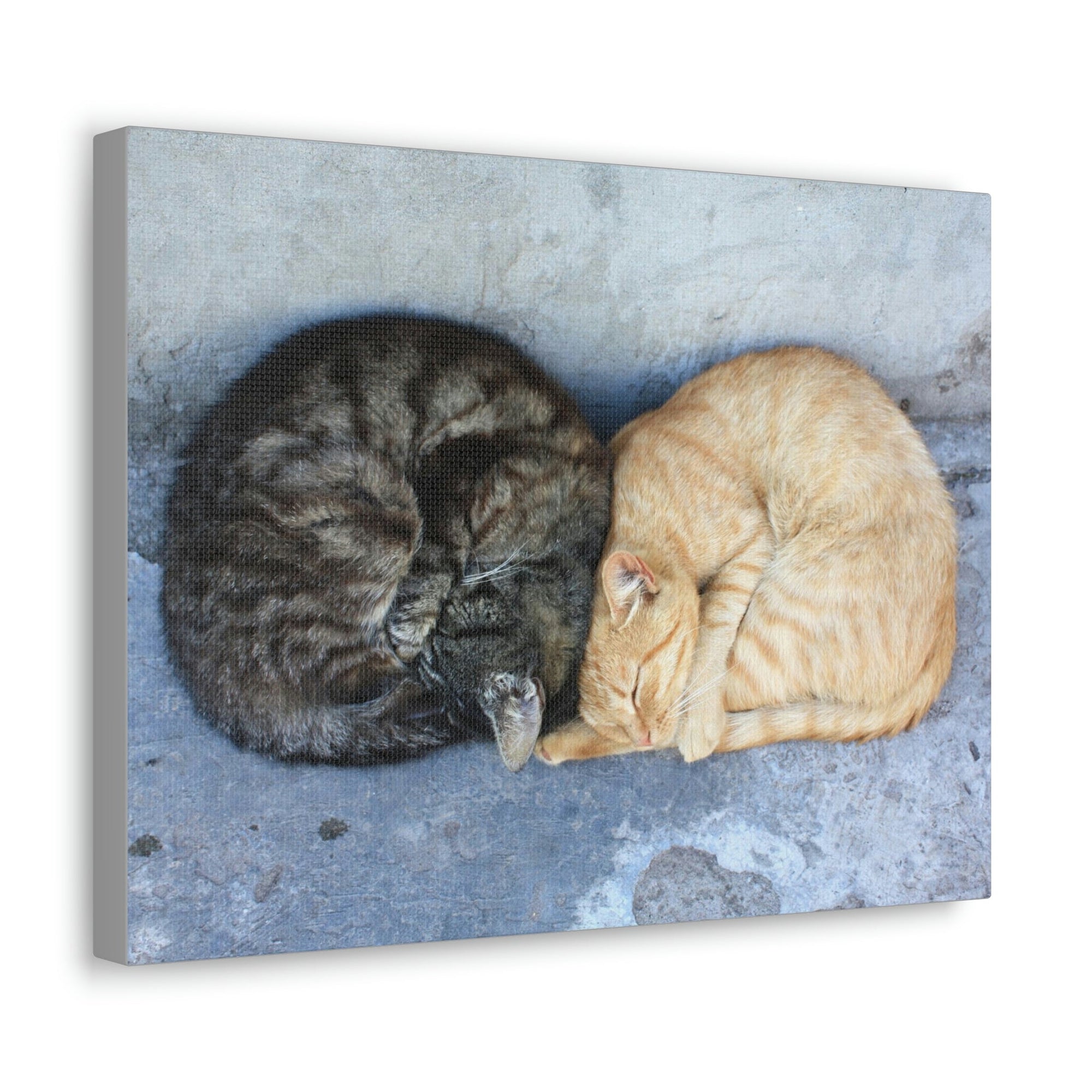 Funny Wild Cat Silly Wild Cat Couples Wall Art Ready to Hang Unframed-Express Your Love Gifts