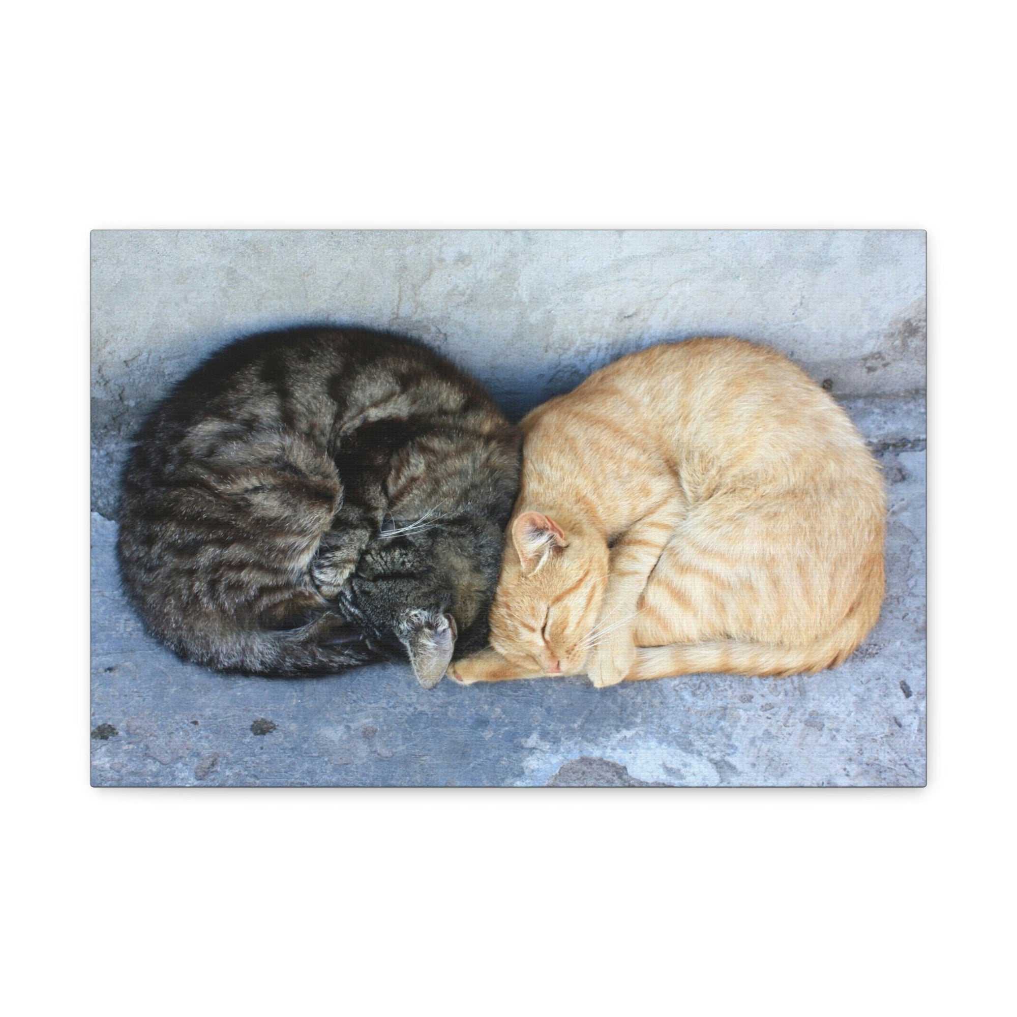 Funny Wild Cat Silly Wild Cat Couples Wall Art Ready to Hang Unframed-Express Your Love Gifts