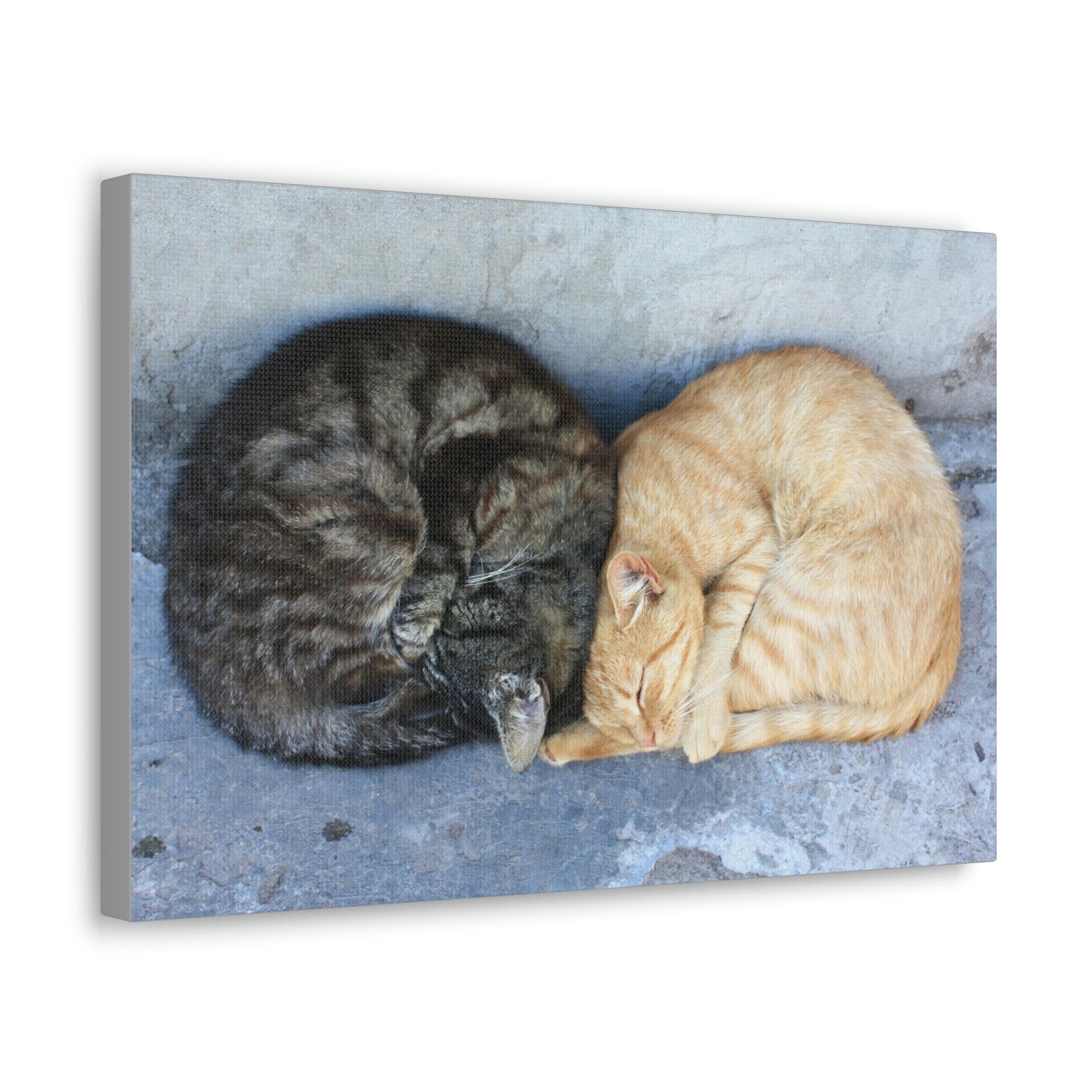 Funny Wild Cat Silly Wild Cat Couples Wall Art Ready to Hang Unframed-Express Your Love Gifts