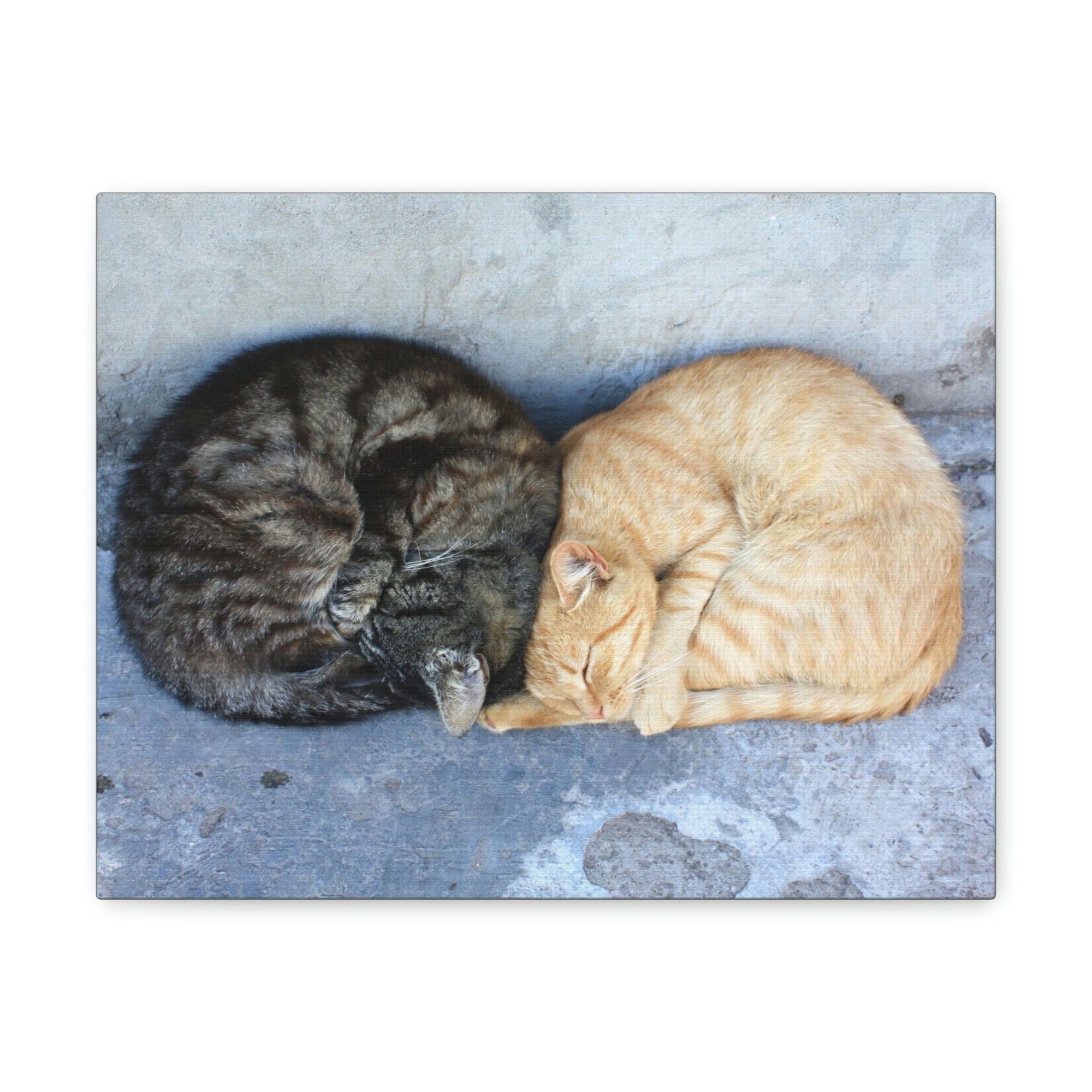 Funny Wild Cat Silly Wild Cat Couples Wall Art Ready to Hang Unframed-Express Your Love Gifts