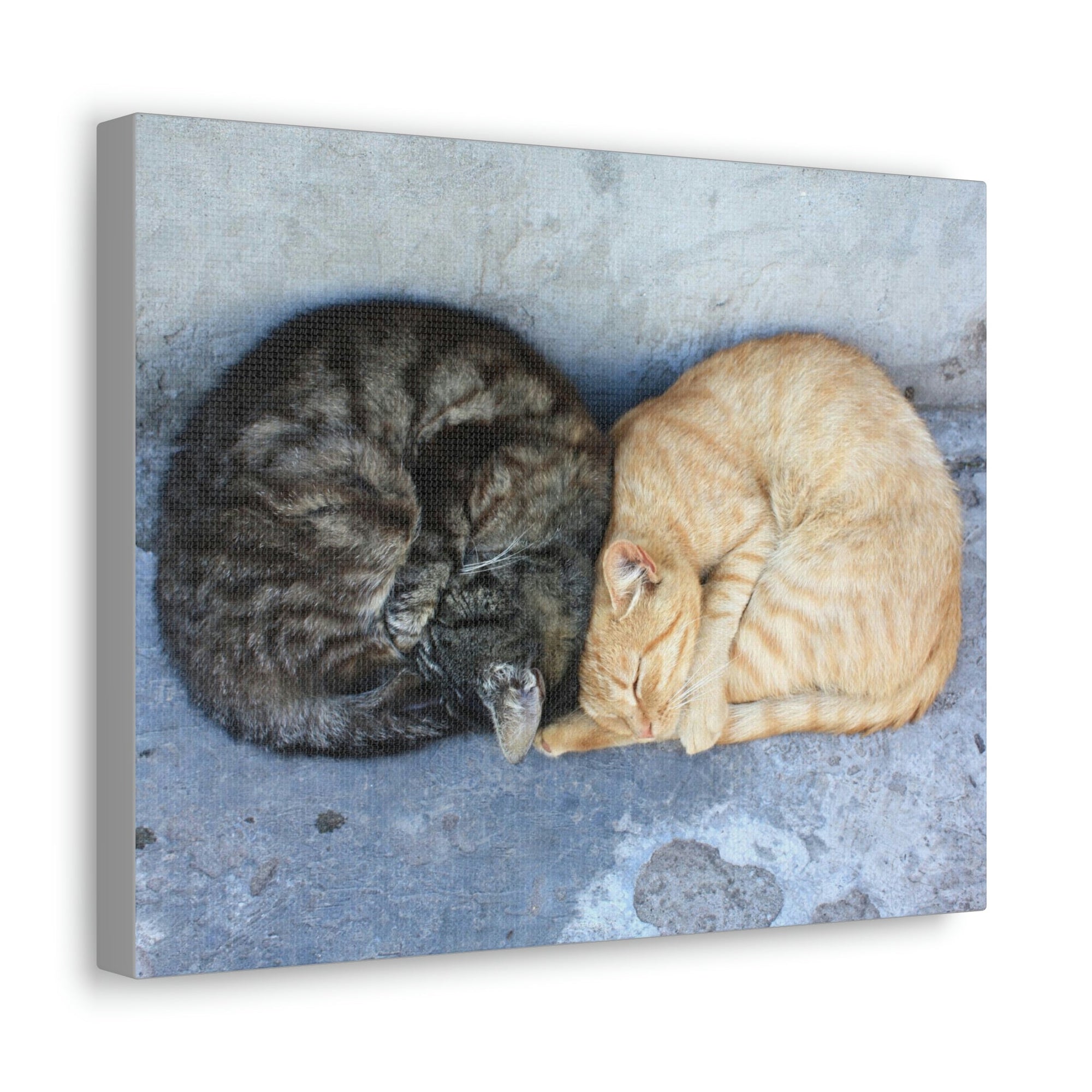 Funny Wild Cat Silly Wild Cat Couples Wall Art Ready to Hang Unframed-Express Your Love Gifts