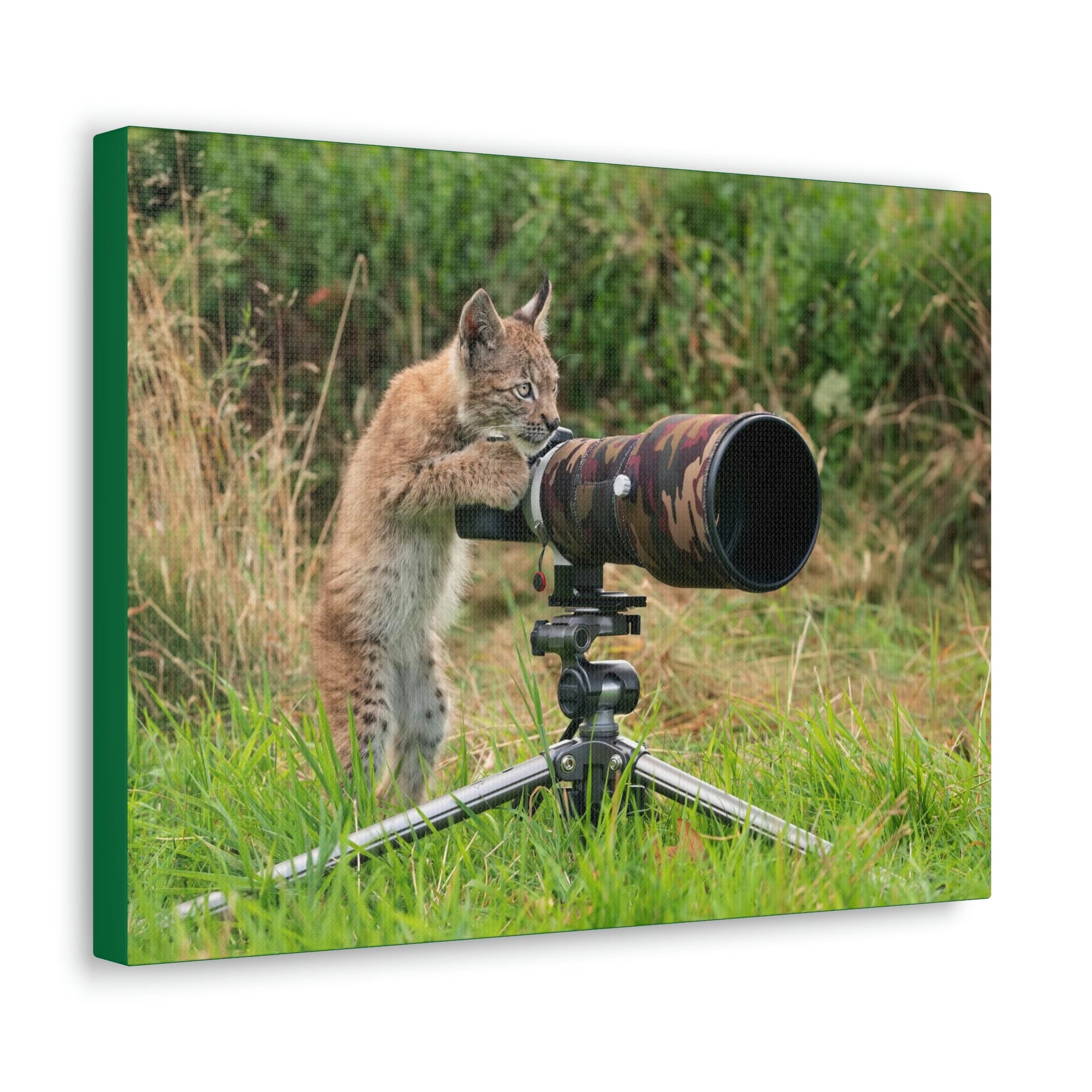 Funny Wildcat Silly Wildcat Outside Wall Art Ready to Hang Unframed-Express Your Love Gifts