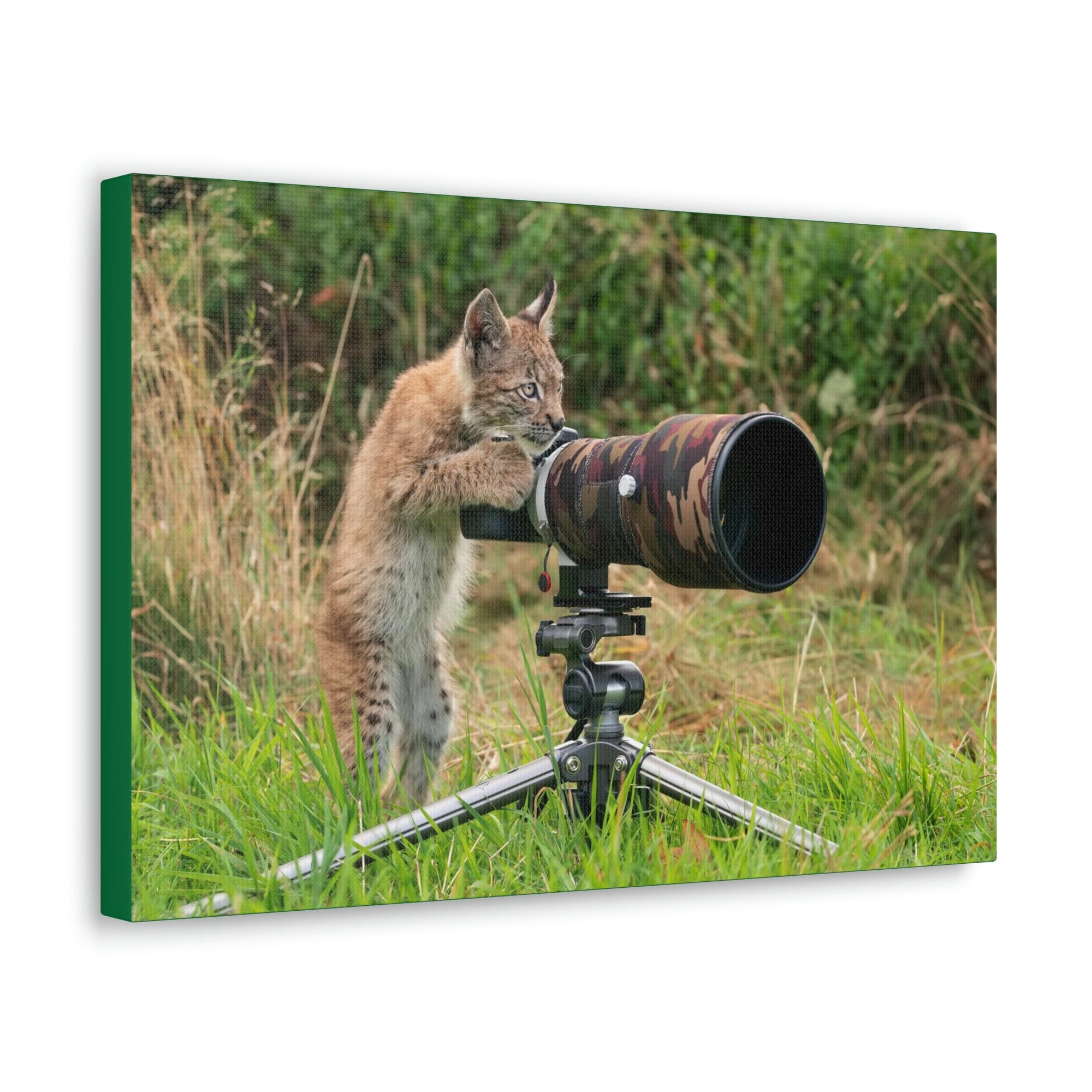 Funny Wildcat Silly Wildcat Outside Wall Art Ready to Hang Unframed-Express Your Love Gifts