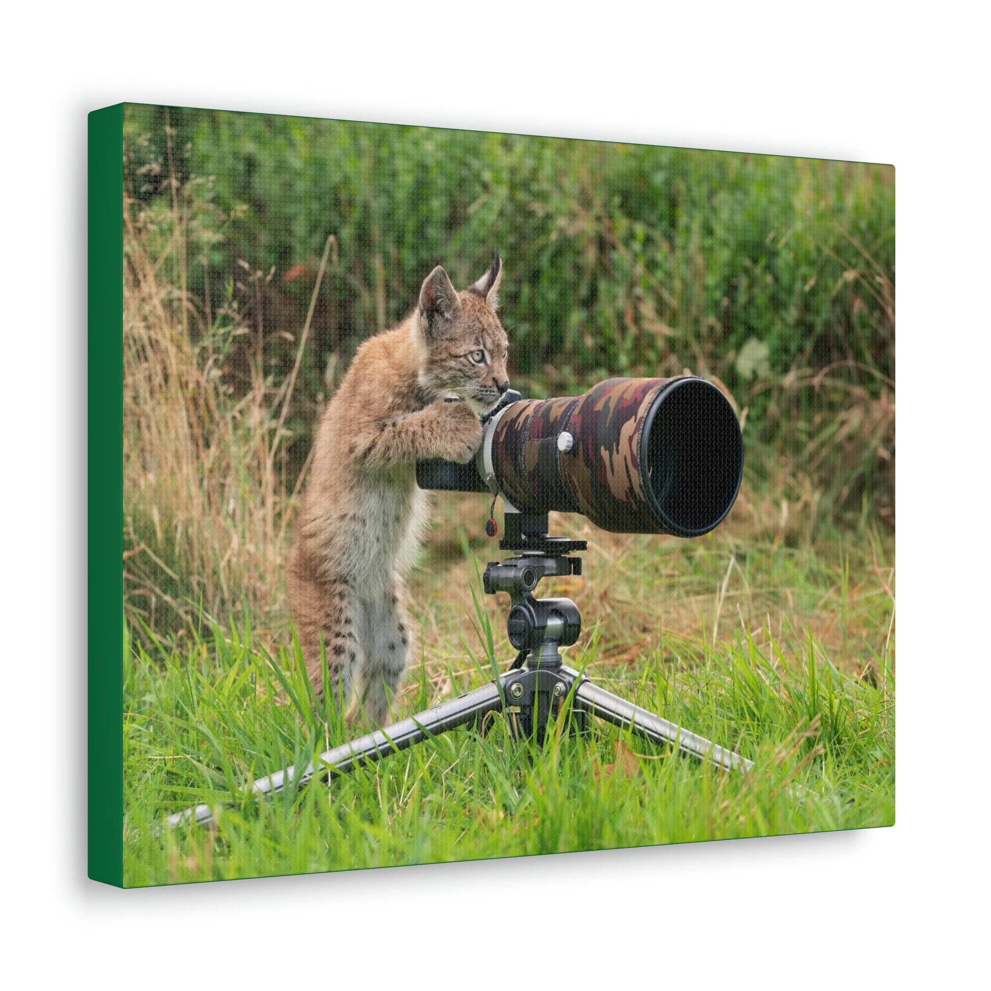 Funny Wildcat Silly Wildcat Outside Wall Art Ready to Hang Unframed-Express Your Love Gifts