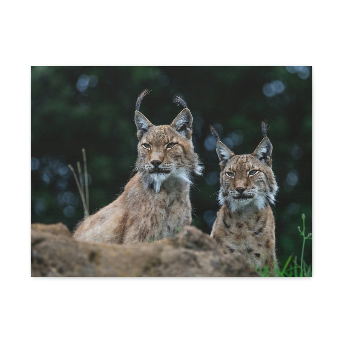 Funny Wildcat Silly Wildcat Scene Couple Wall Art Ready to Hang Unframed-Express Your Love Gifts