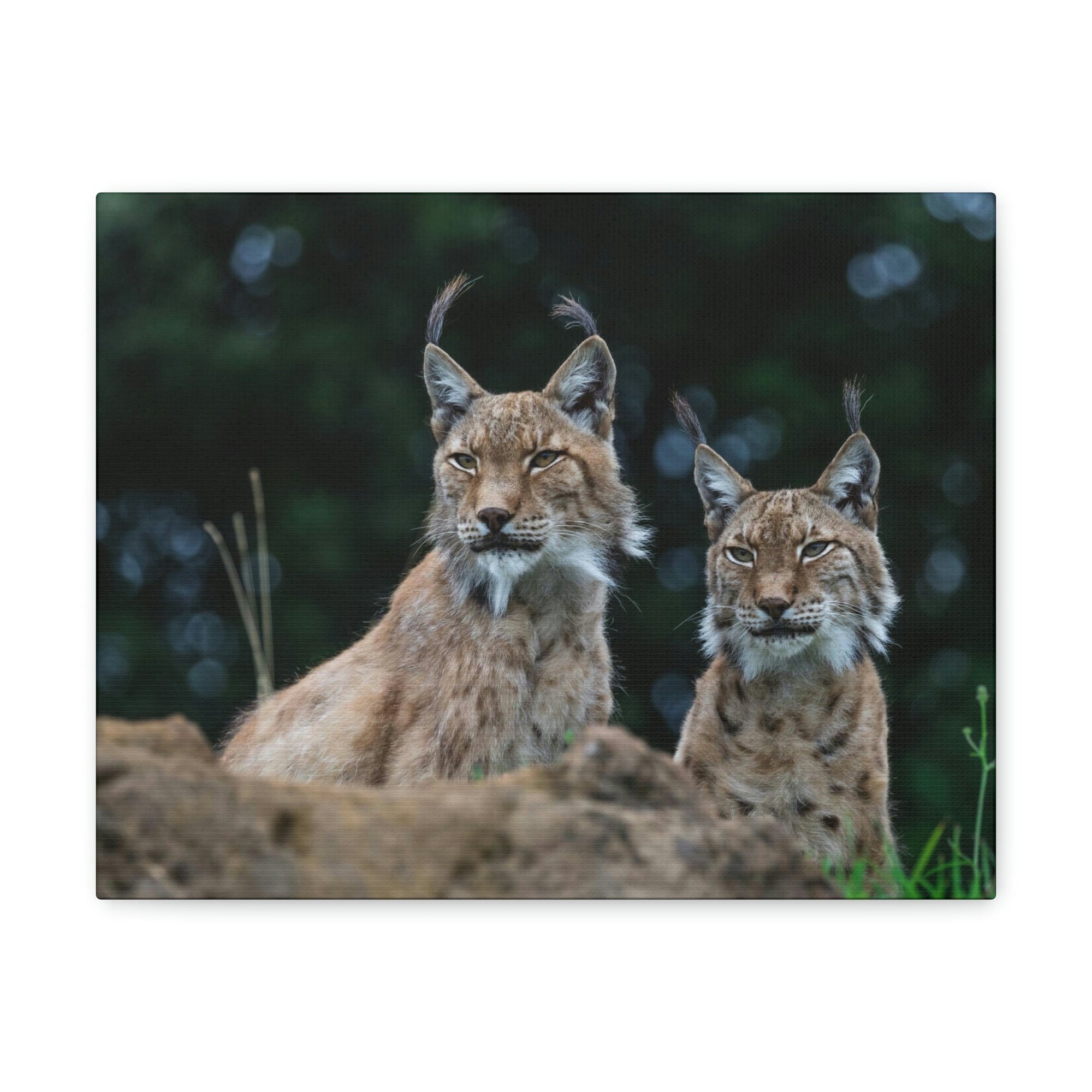 Funny Wildcat Silly Wildcat Scene Couple Wall Art Ready to Hang Unframed-Express Your Love Gifts