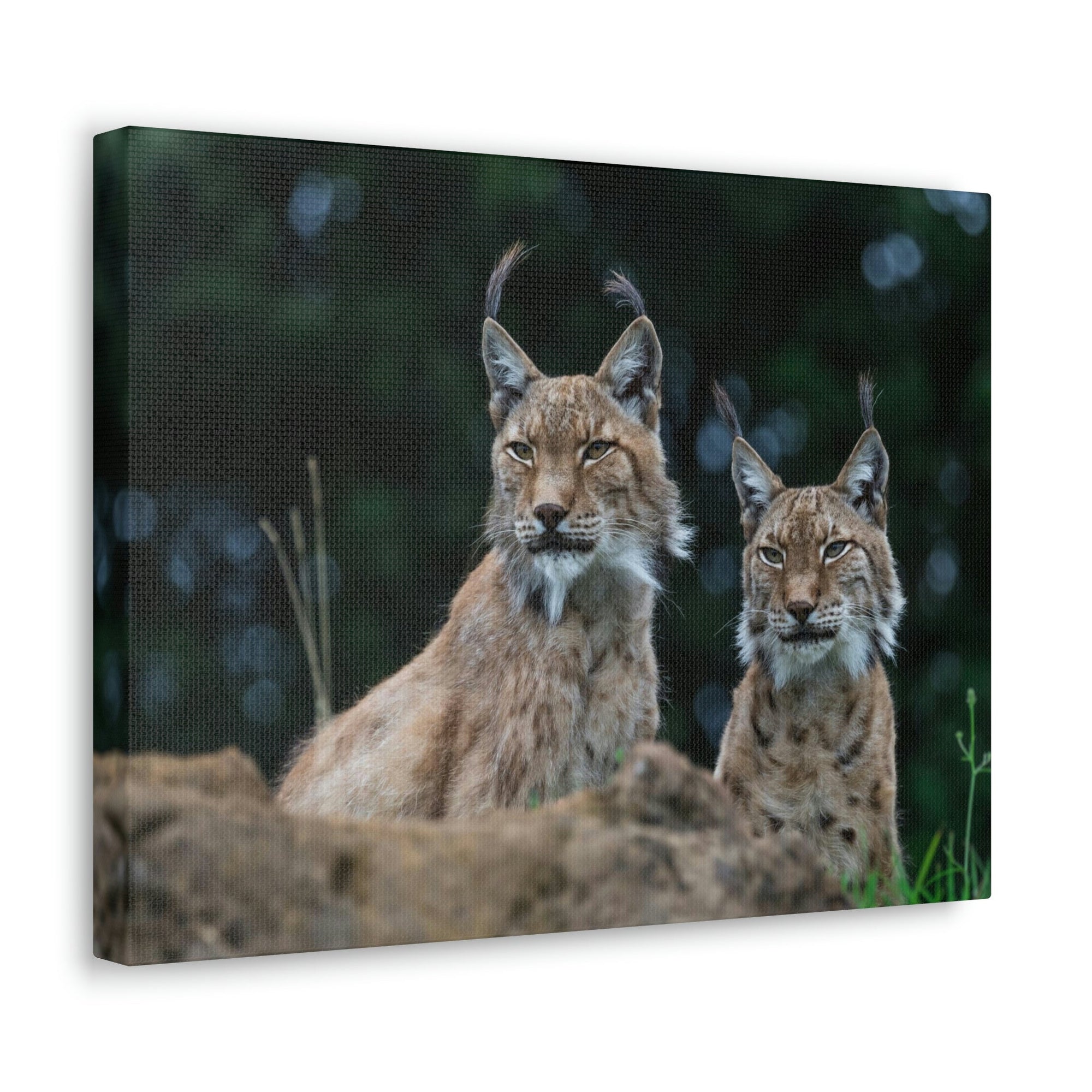 Funny Wildcat Silly Wildcat Scene Couple Wall Art Ready to Hang Unframed-Express Your Love Gifts