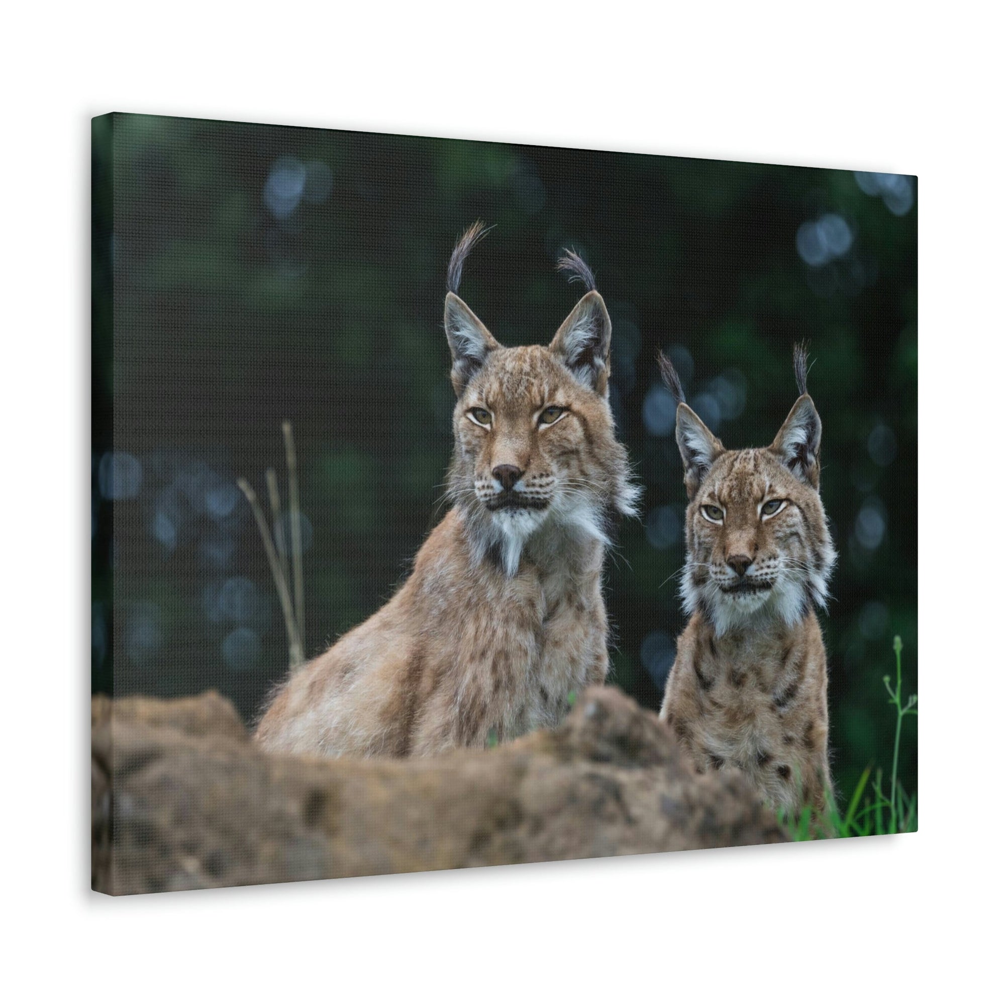 Funny Wildcat Silly Wildcat Scene Couple Wall Art Ready to Hang Unframed-Express Your Love Gifts