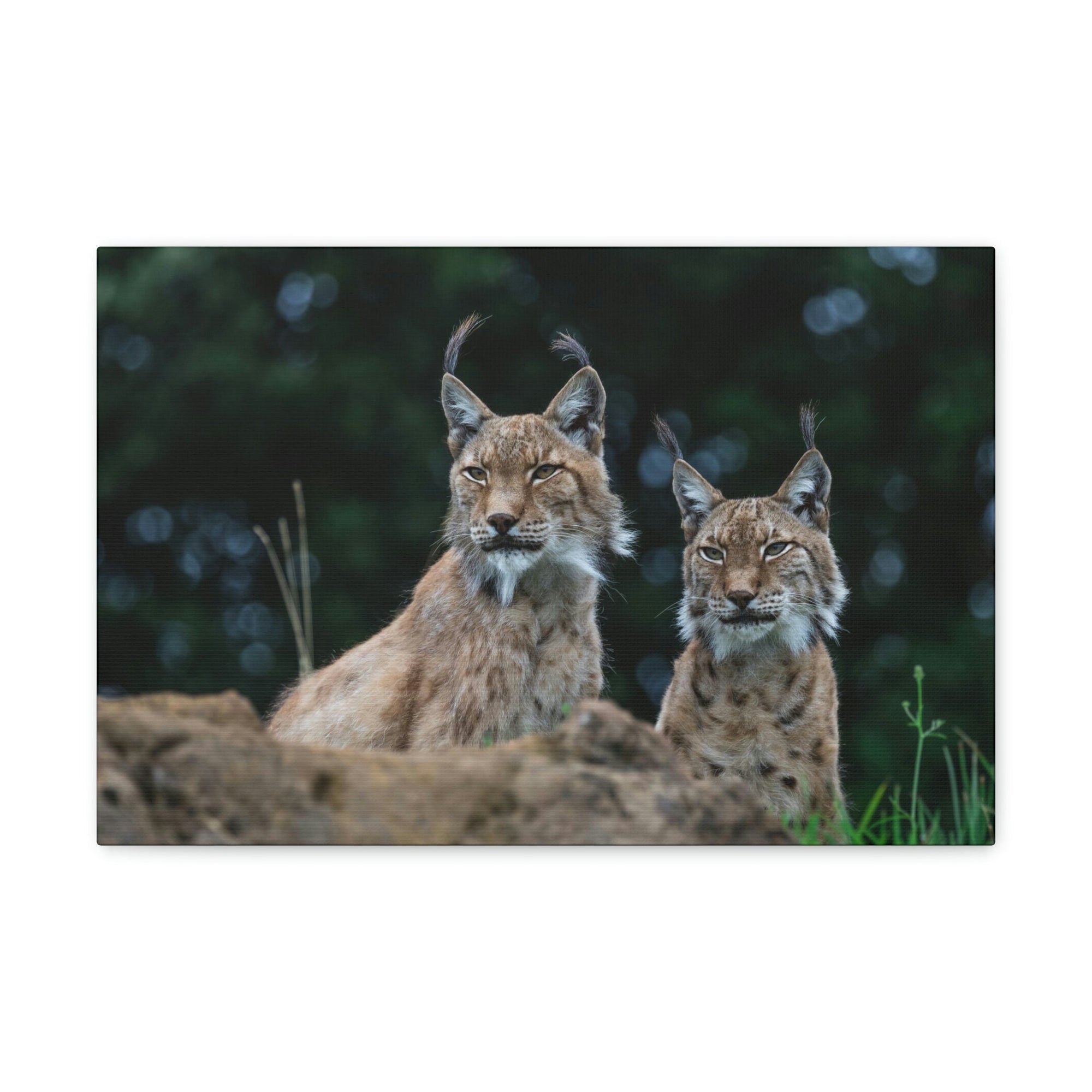 Funny Wildcat Silly Wildcat Scene Couple Wall Art Ready to Hang Unframed-Express Your Love Gifts