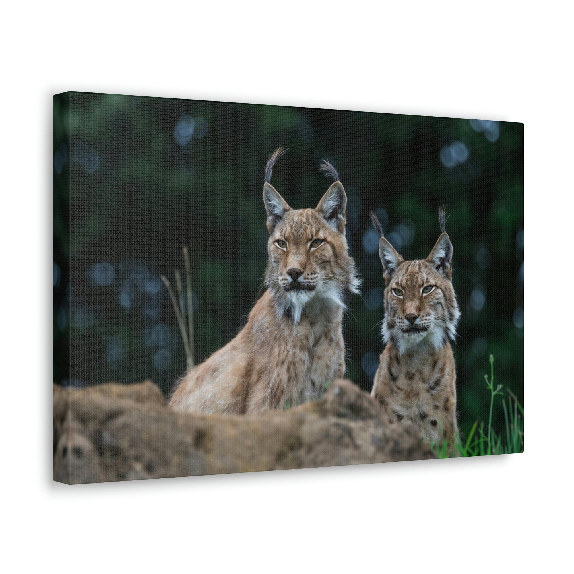 Funny Wildcat Silly Wildcat Scene Couple Wall Art Ready to Hang Unframed-Express Your Love Gifts