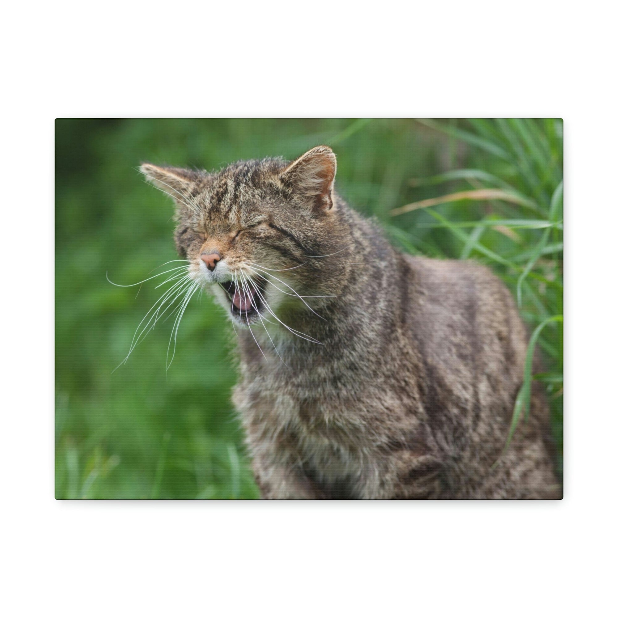 Funny Wildcat Silly Wildcat Scene Outside Wall Art Ready to Hang Unframed-Express Your Love Gifts