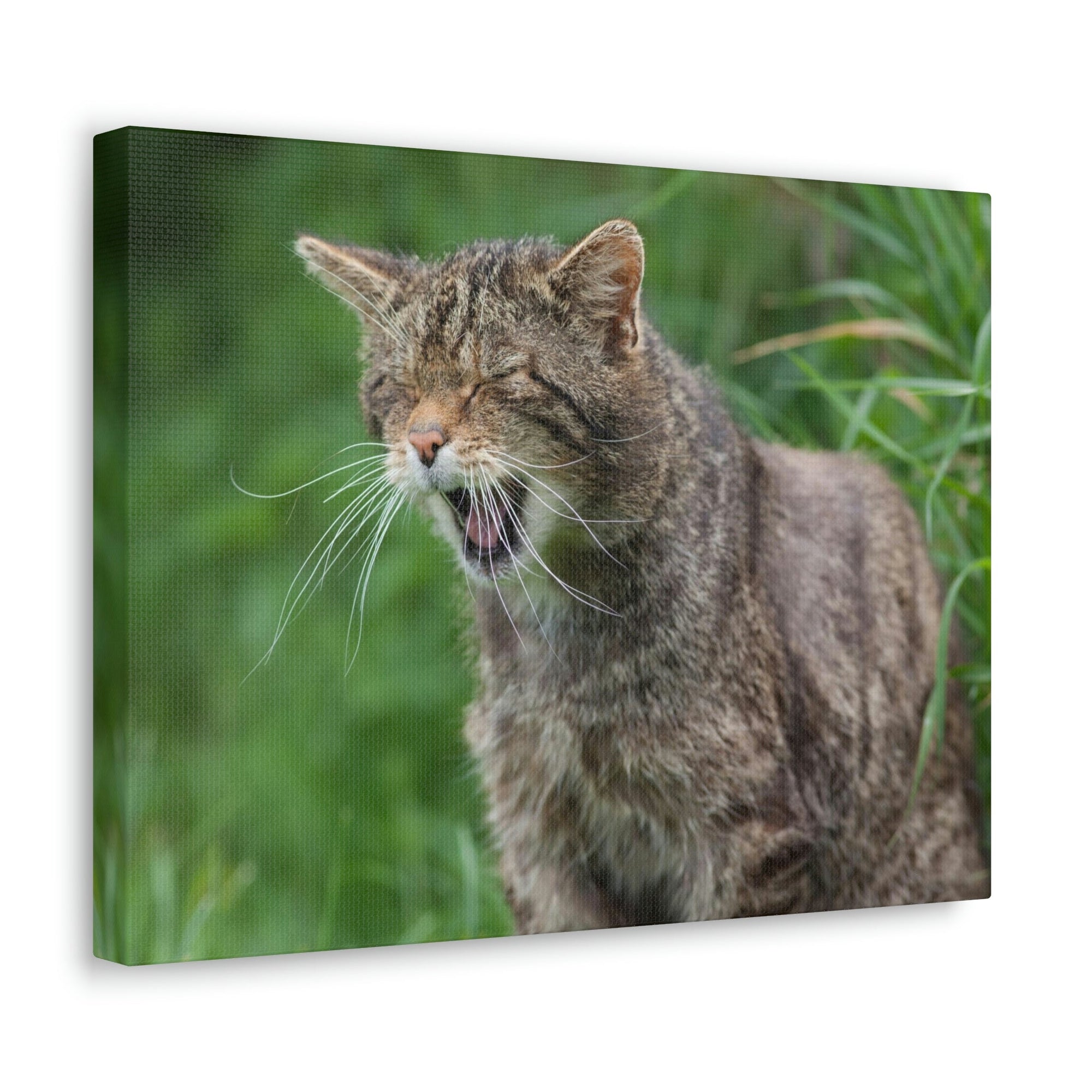 Funny Wildcat Silly Wildcat Scene Outside Wall Art Ready to Hang Unframed-Express Your Love Gifts