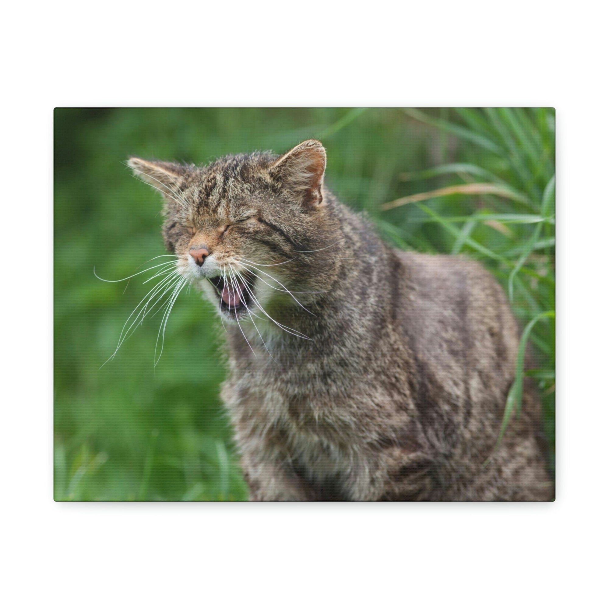 Funny Wildcat Silly Wildcat Scene Outside Wall Art Ready to Hang Unframed-Express Your Love Gifts