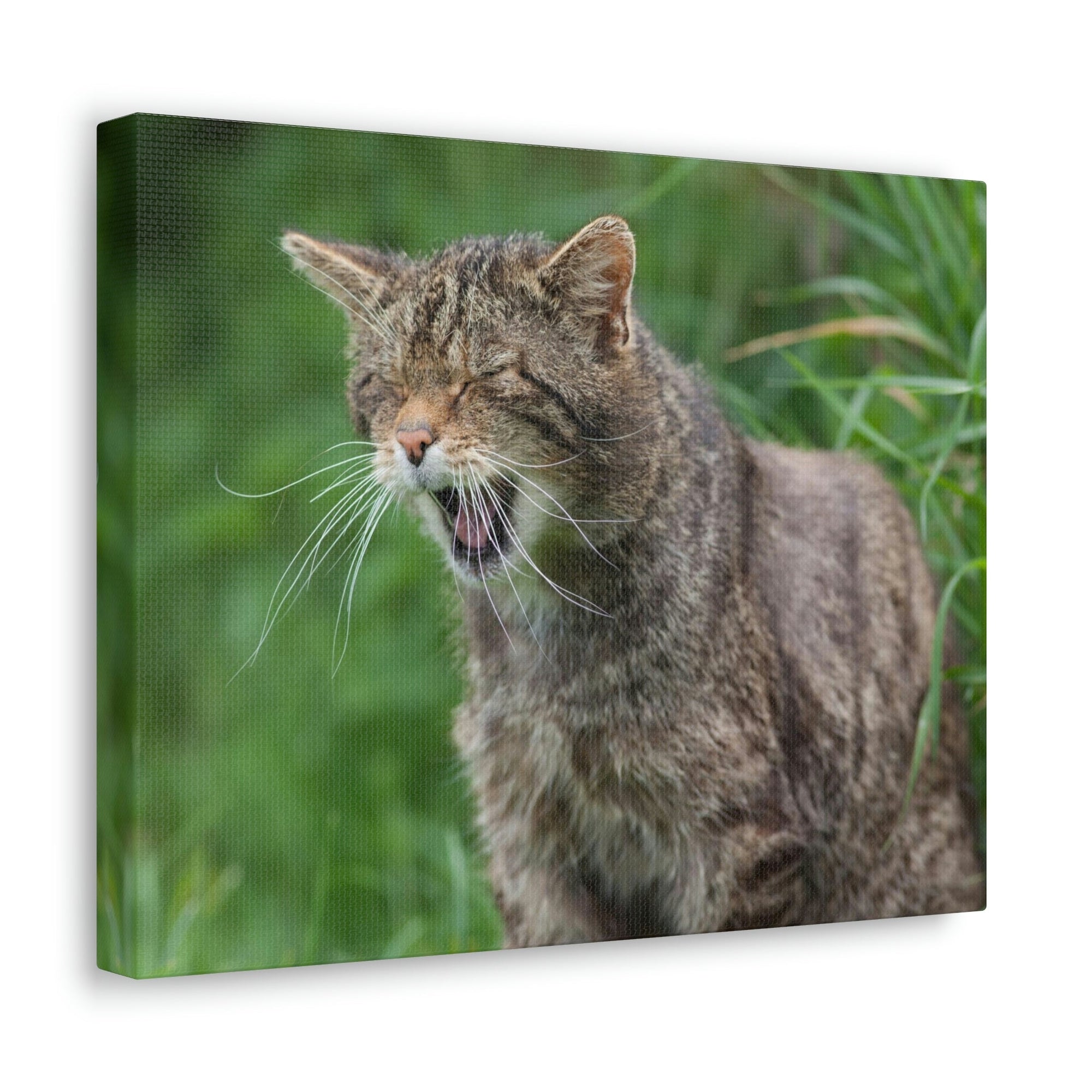 Funny Wildcat Silly Wildcat Scene Outside Wall Art Ready to Hang Unframed-Express Your Love Gifts